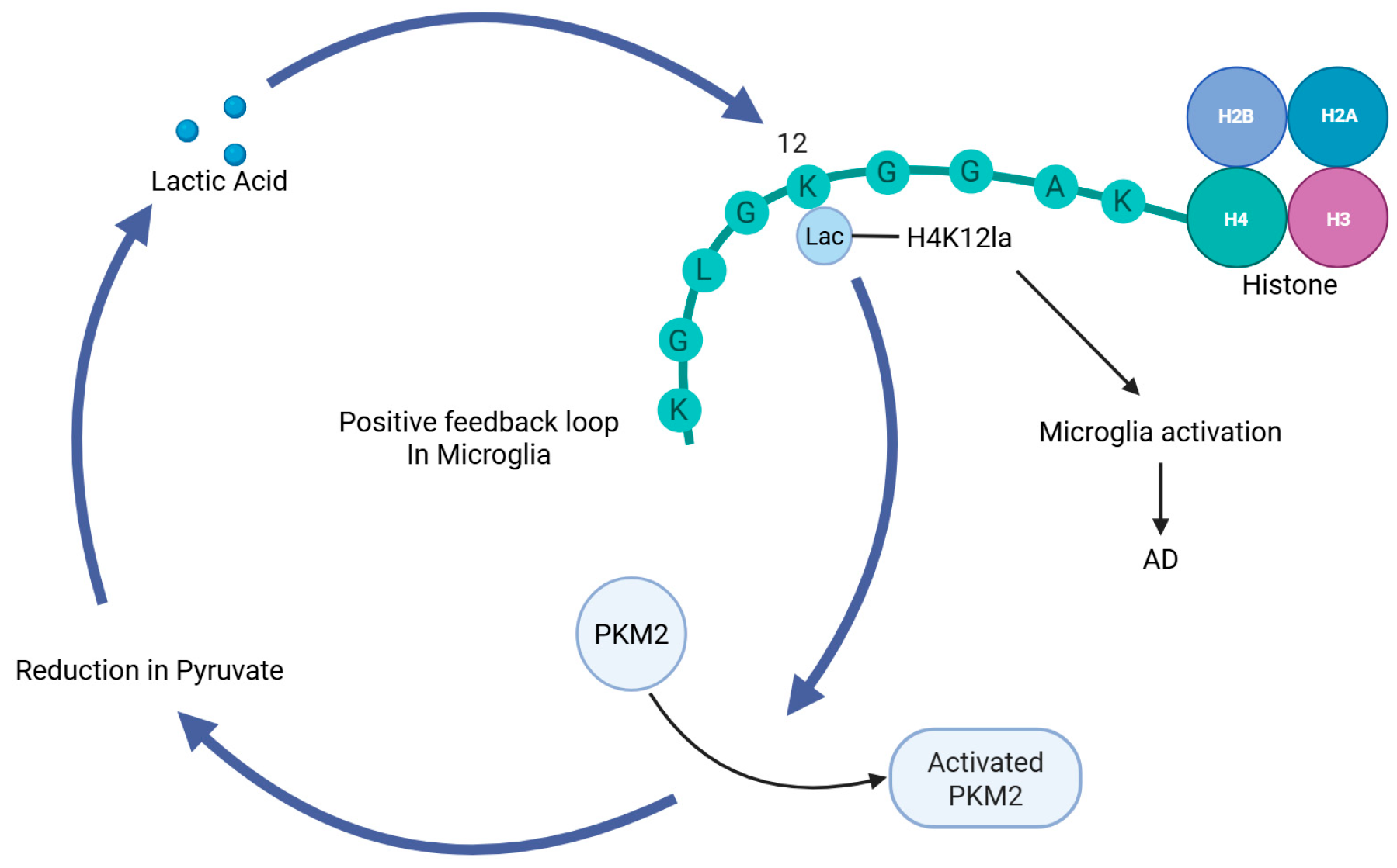 Ijms 26 07949 g002 Ijms 26 07949 g002