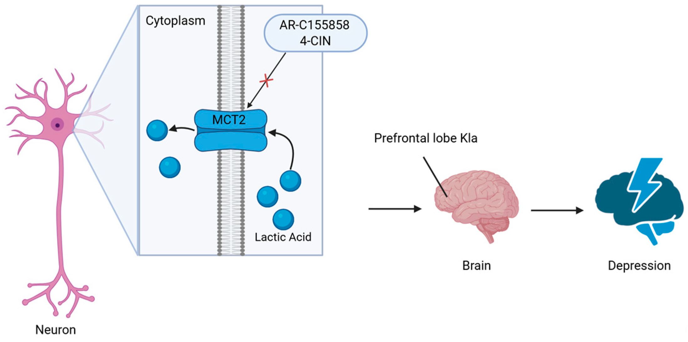 Ijms 26 07949 g003 Ijms 26 07949 g003