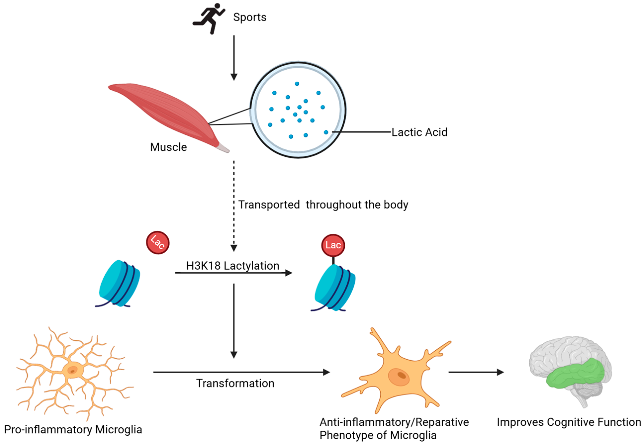 Ijms 26 07949 g004 Ijms 26 07949 g004
