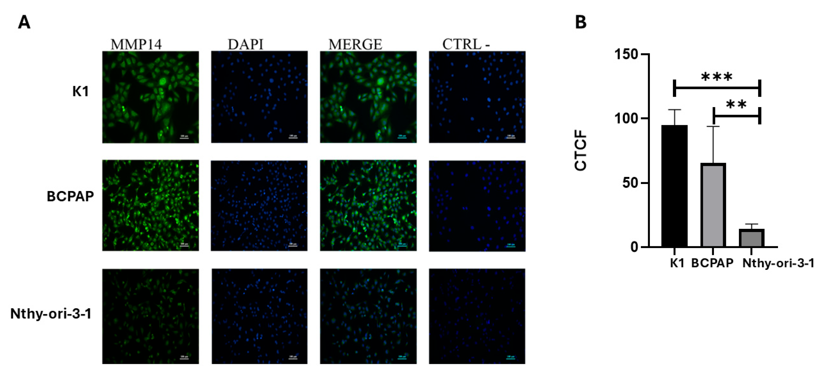 Ijms 26 07956 g002 Ijms 26 07956 g002