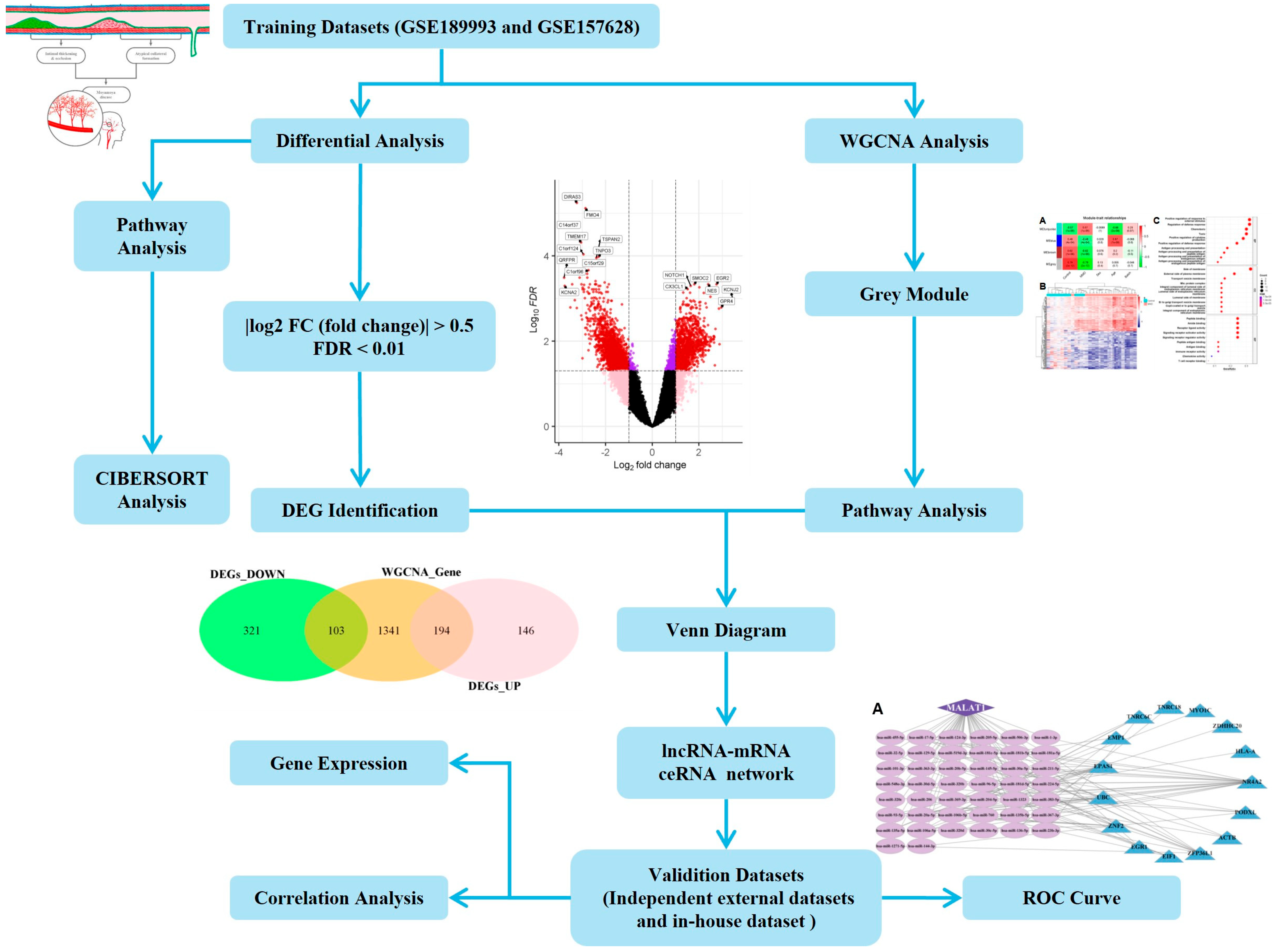 Ijms 26 07957 g001 Ijms 26 07957 g001