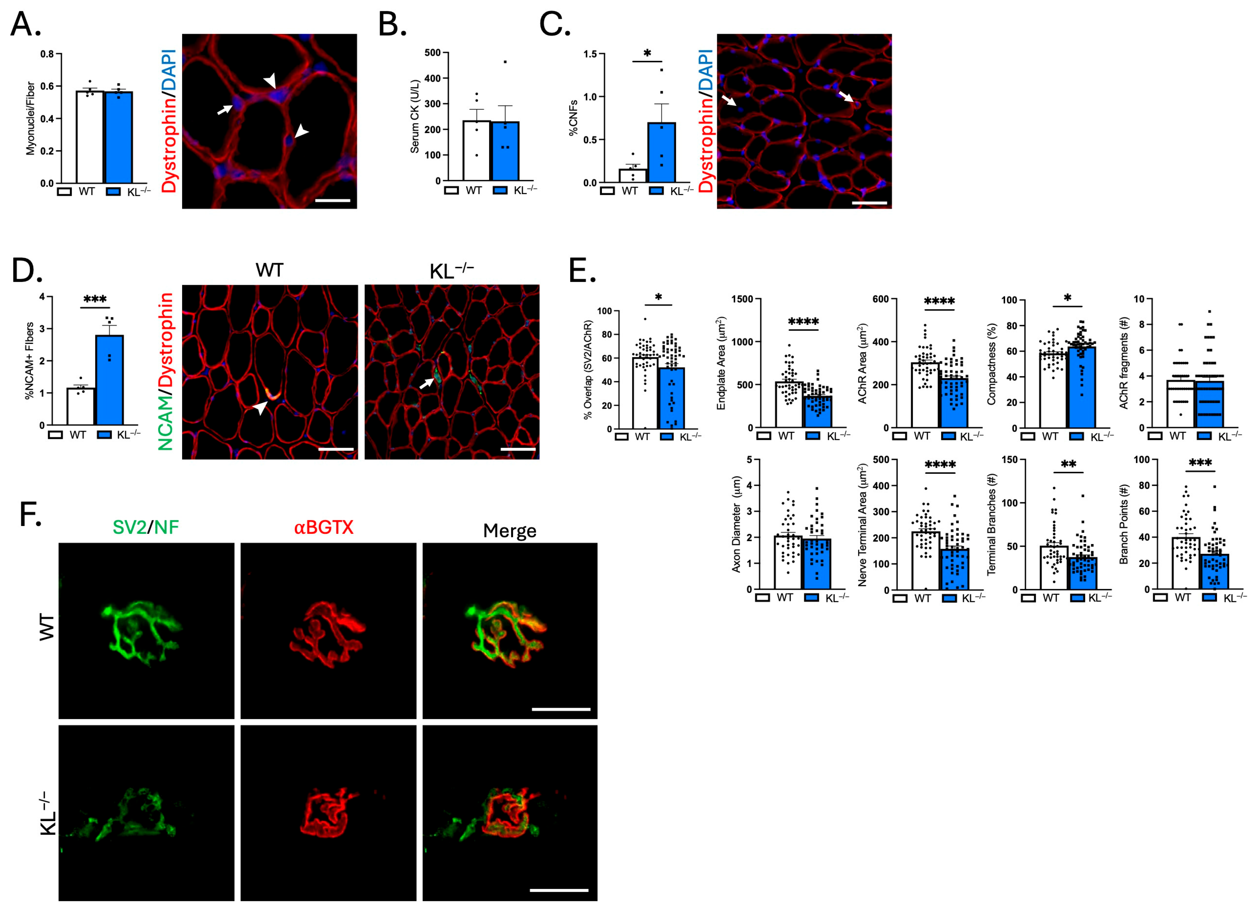 Ijms 26 07986 g008 Ijms 26 07986 g008