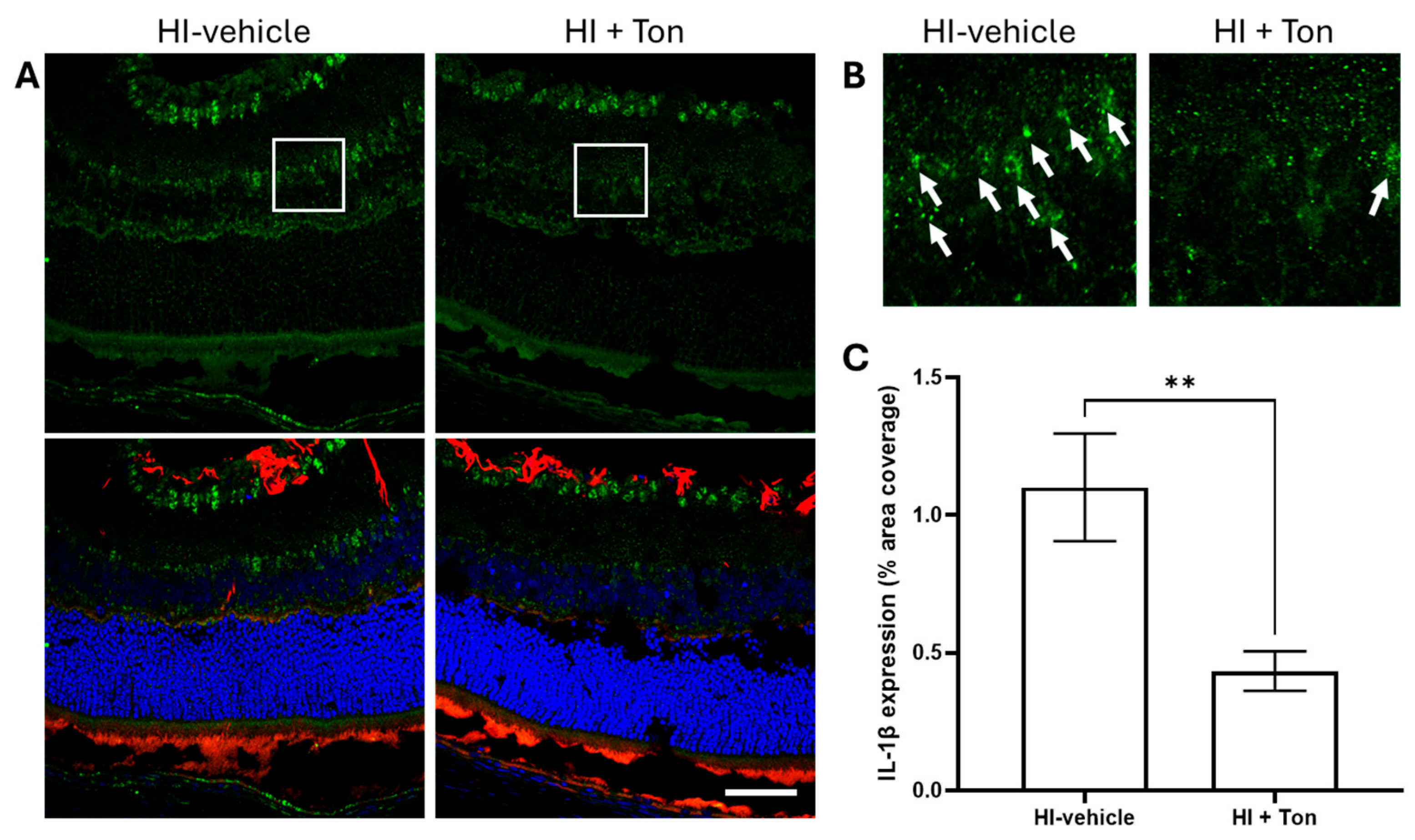 Ijms 26 07996 g005 Ijms 26 07996 g005