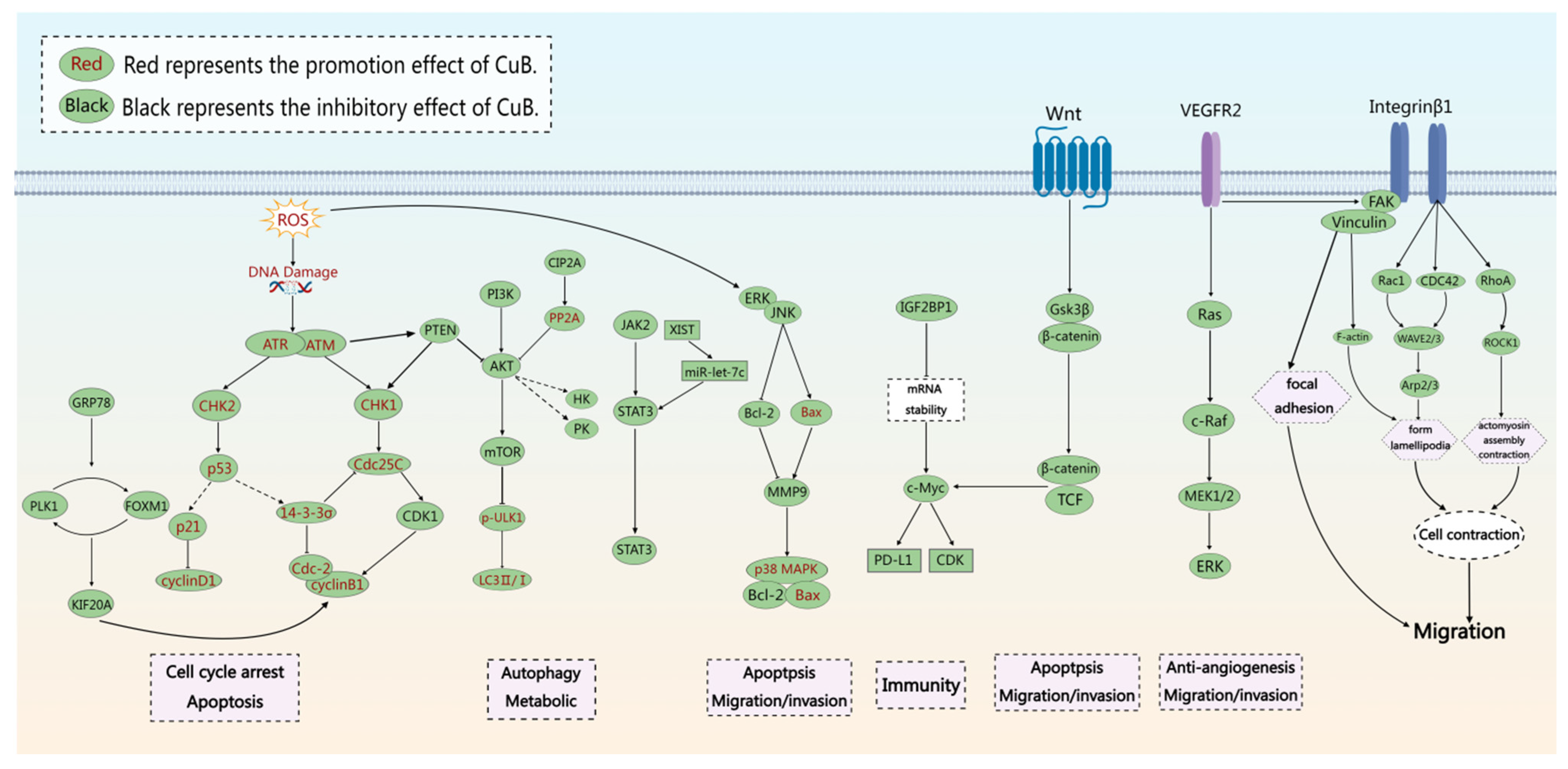 Ijms 26 08003 g002 Ijms 26 08003 g002