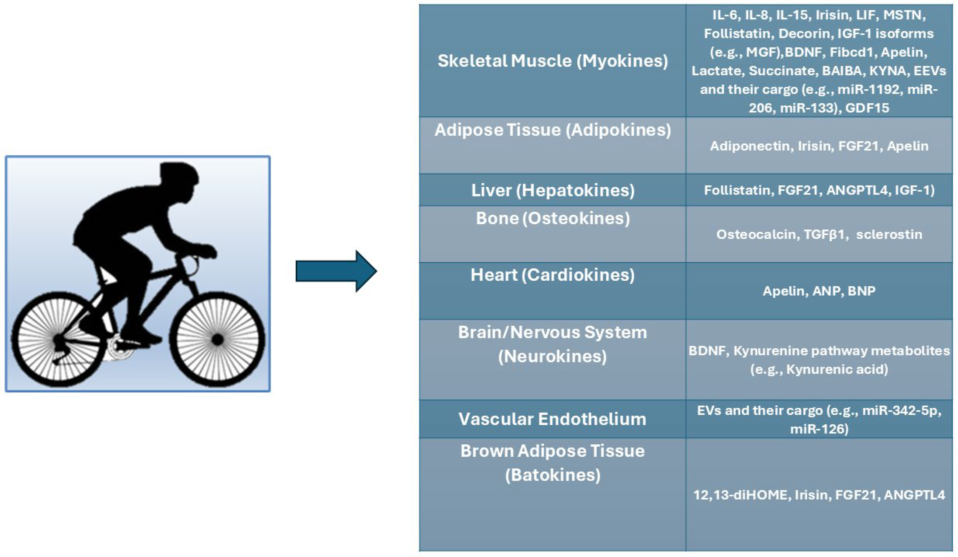 サラン6 サラン6 KAWASAKI ZX-6R Ninja 636 2019-2024 RK 520 XRE Chain