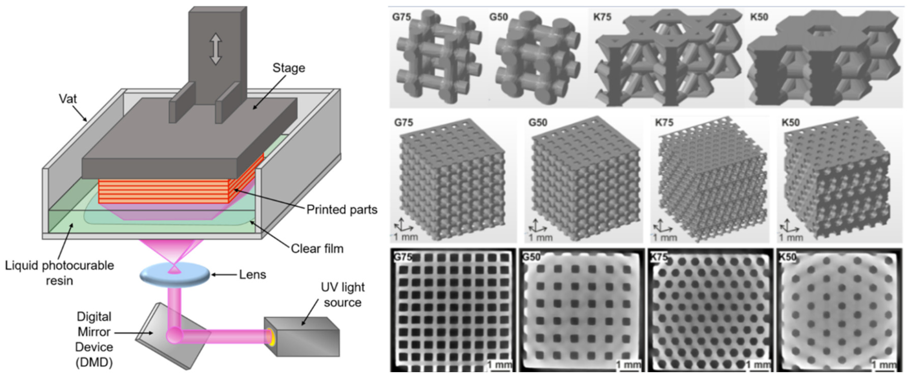 Ijms 26 08016 g004 Ijms 26 08016 g004