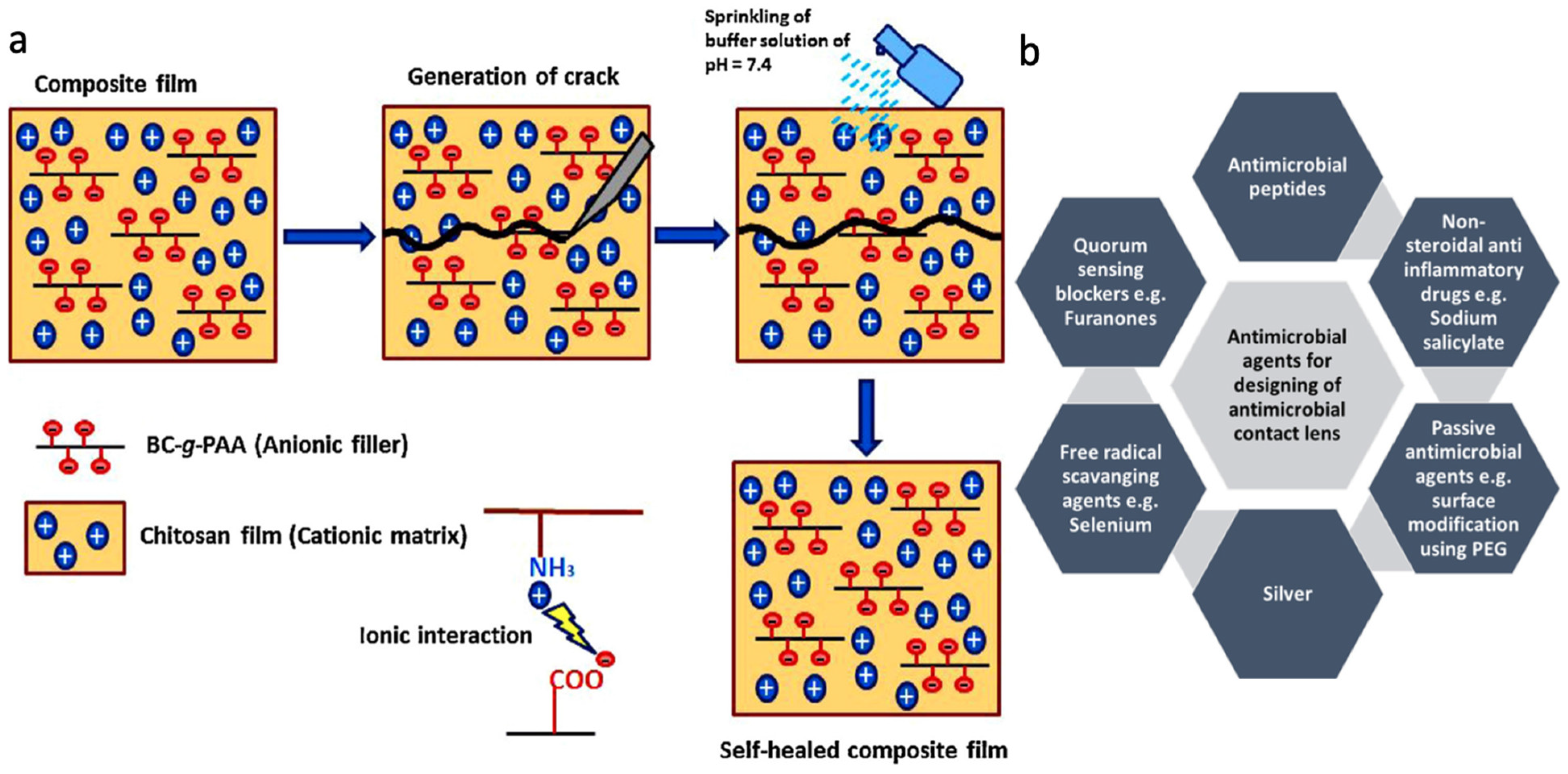 Ijms 26 08016 g009 Ijms 26 08016 g009
