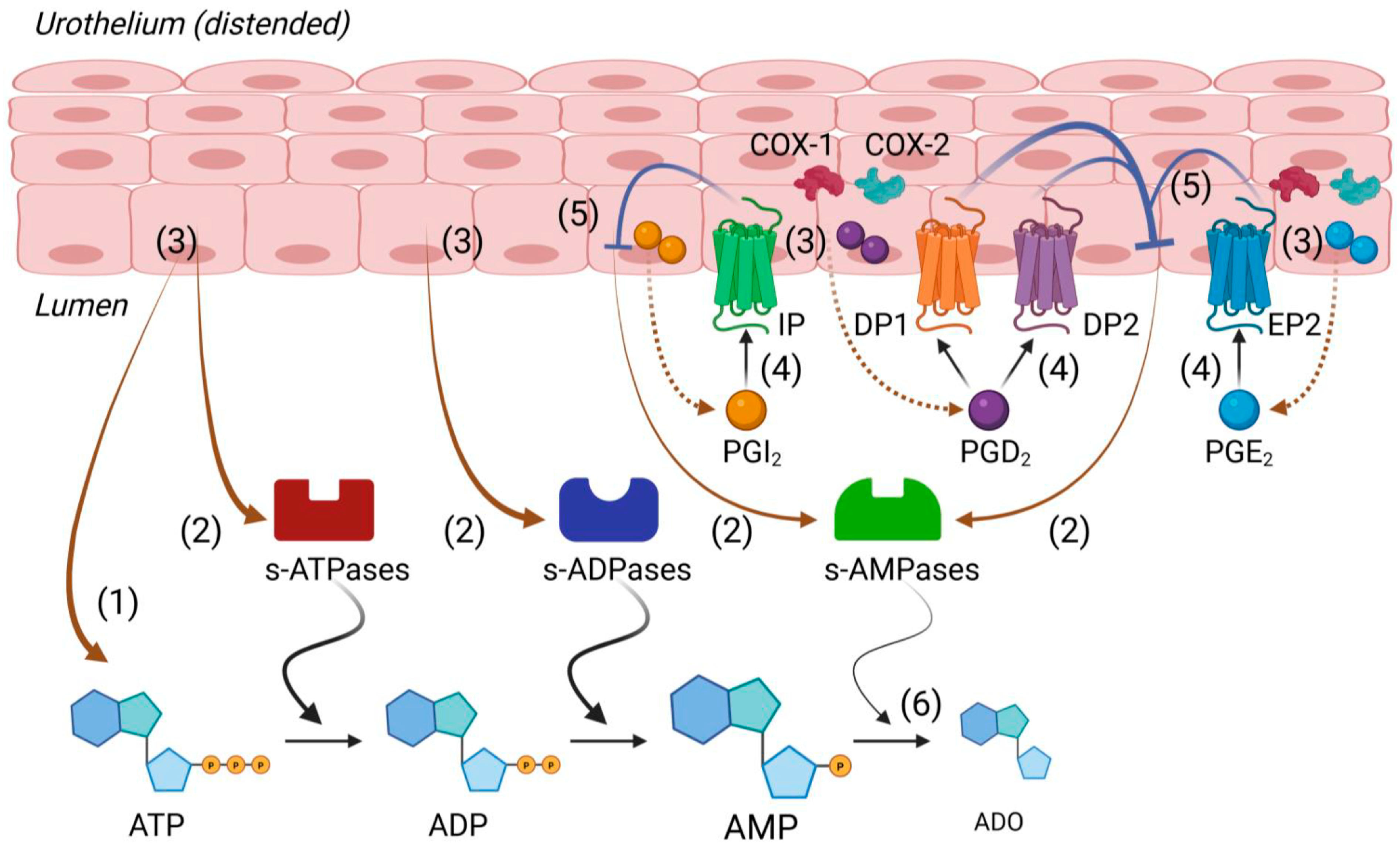 Ijms 26 08023 g008 Ijms 26 08023 g008