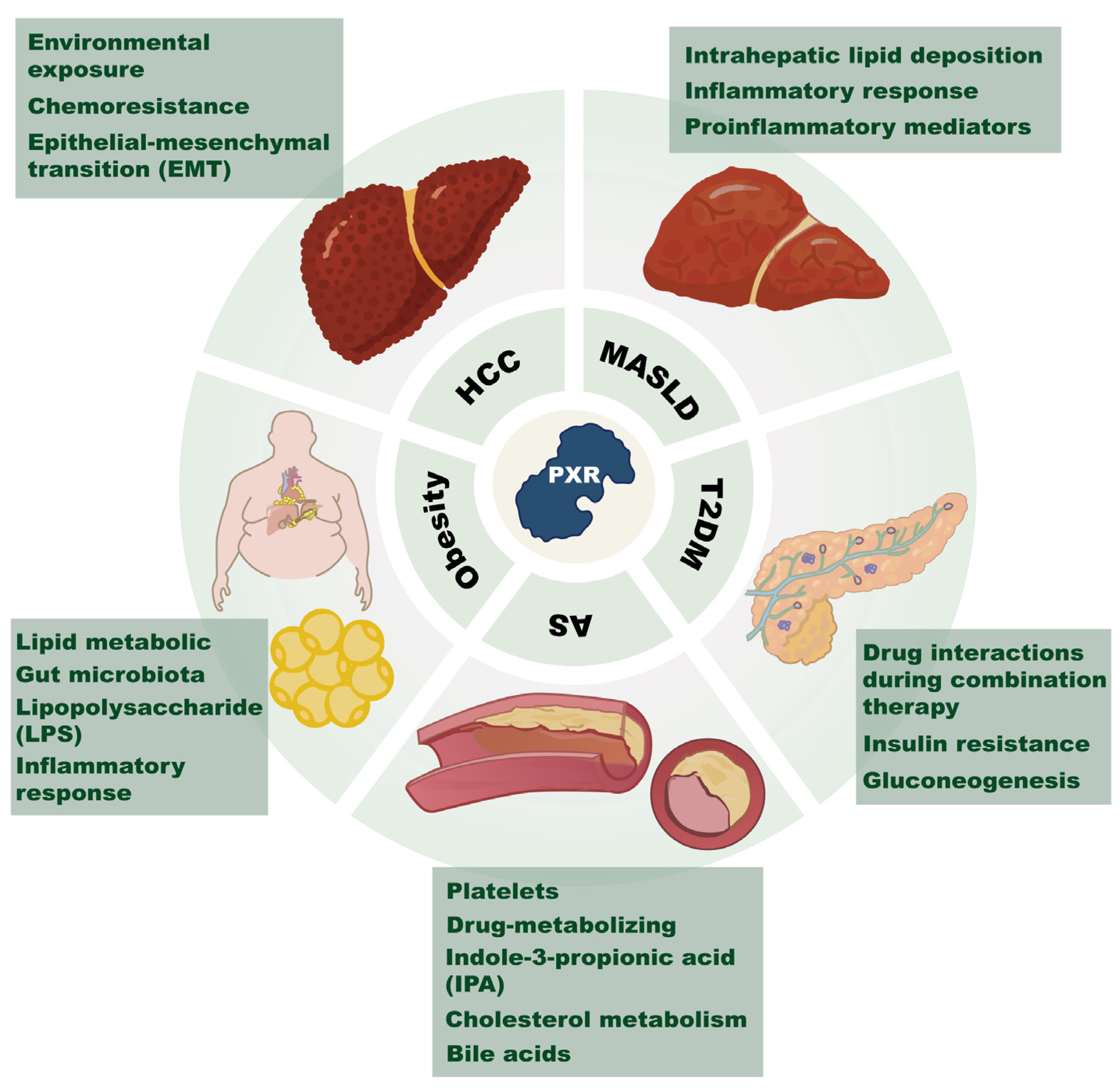 Ijms 26 08029 g001 Ijms 26 08029 g001