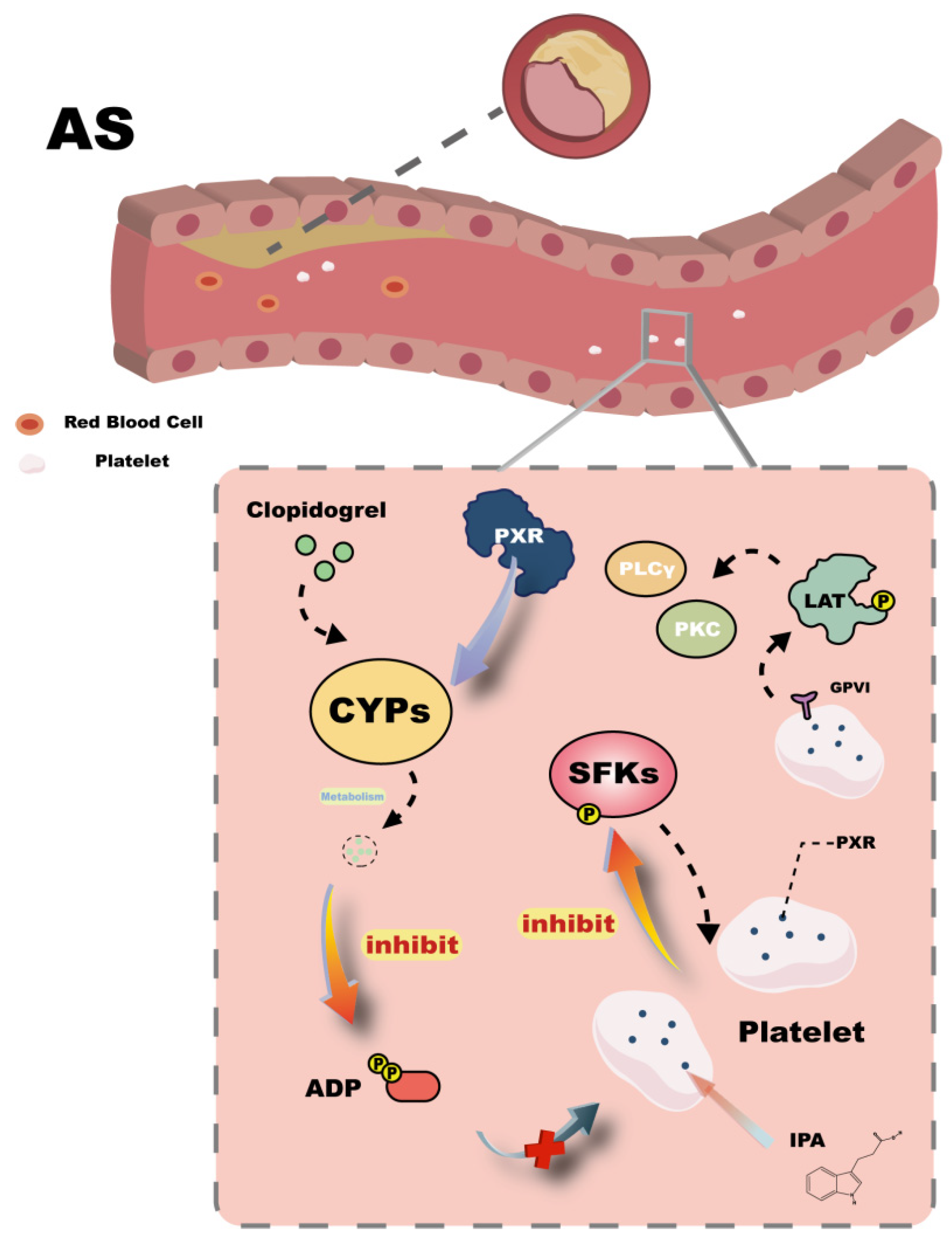 Ijms 26 08029 g004 Ijms 26 08029 g004