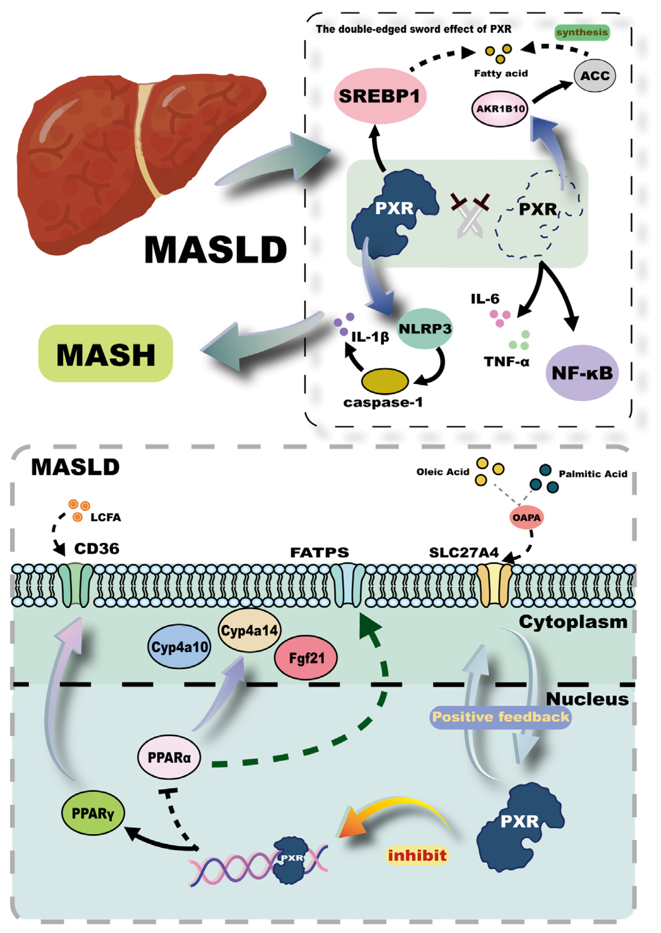 Ijms 26 08029 g005 Ijms 26 08029 g005