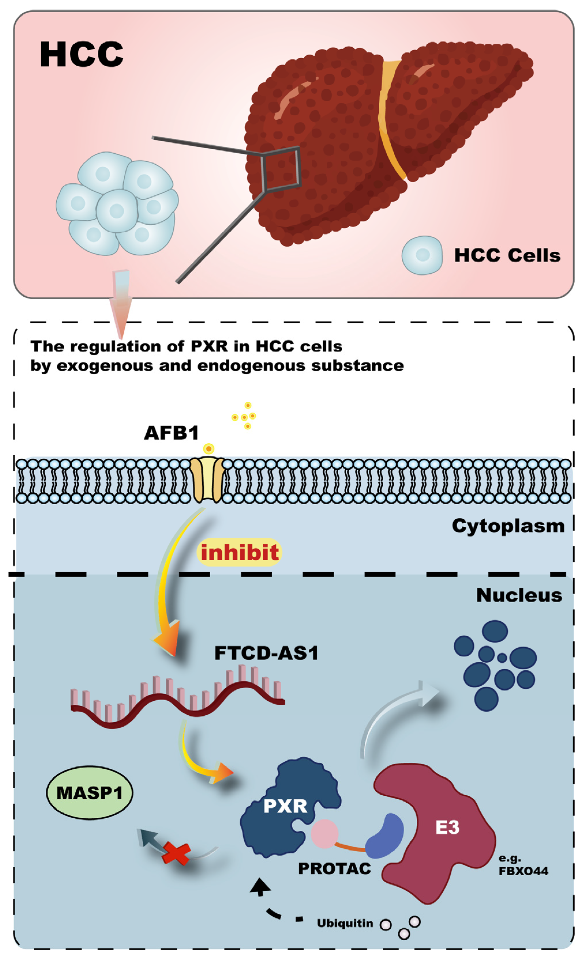 Ijms 26 08029 g006 Ijms 26 08029 g006
