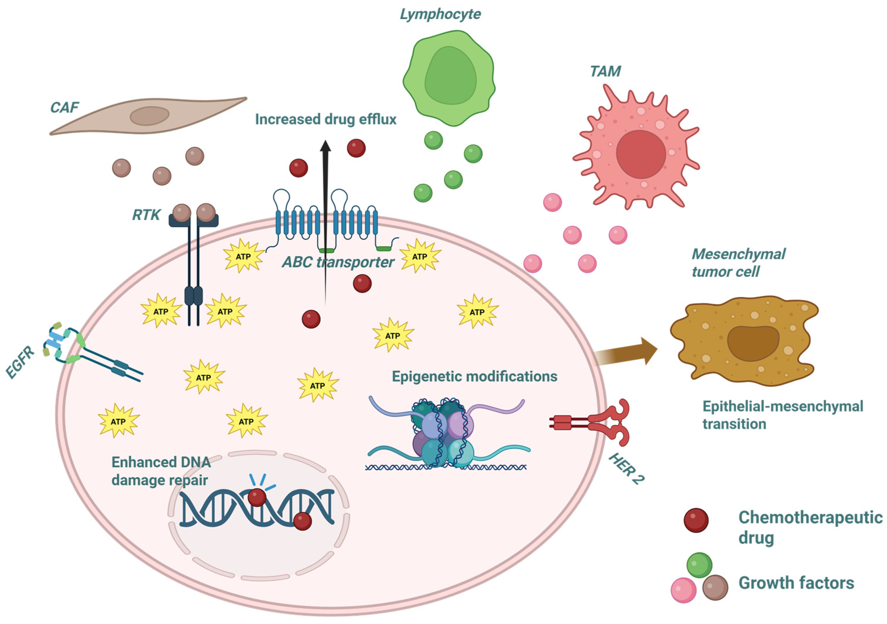 Ijms 26 08037 g001 Ijms 26 08037 g001