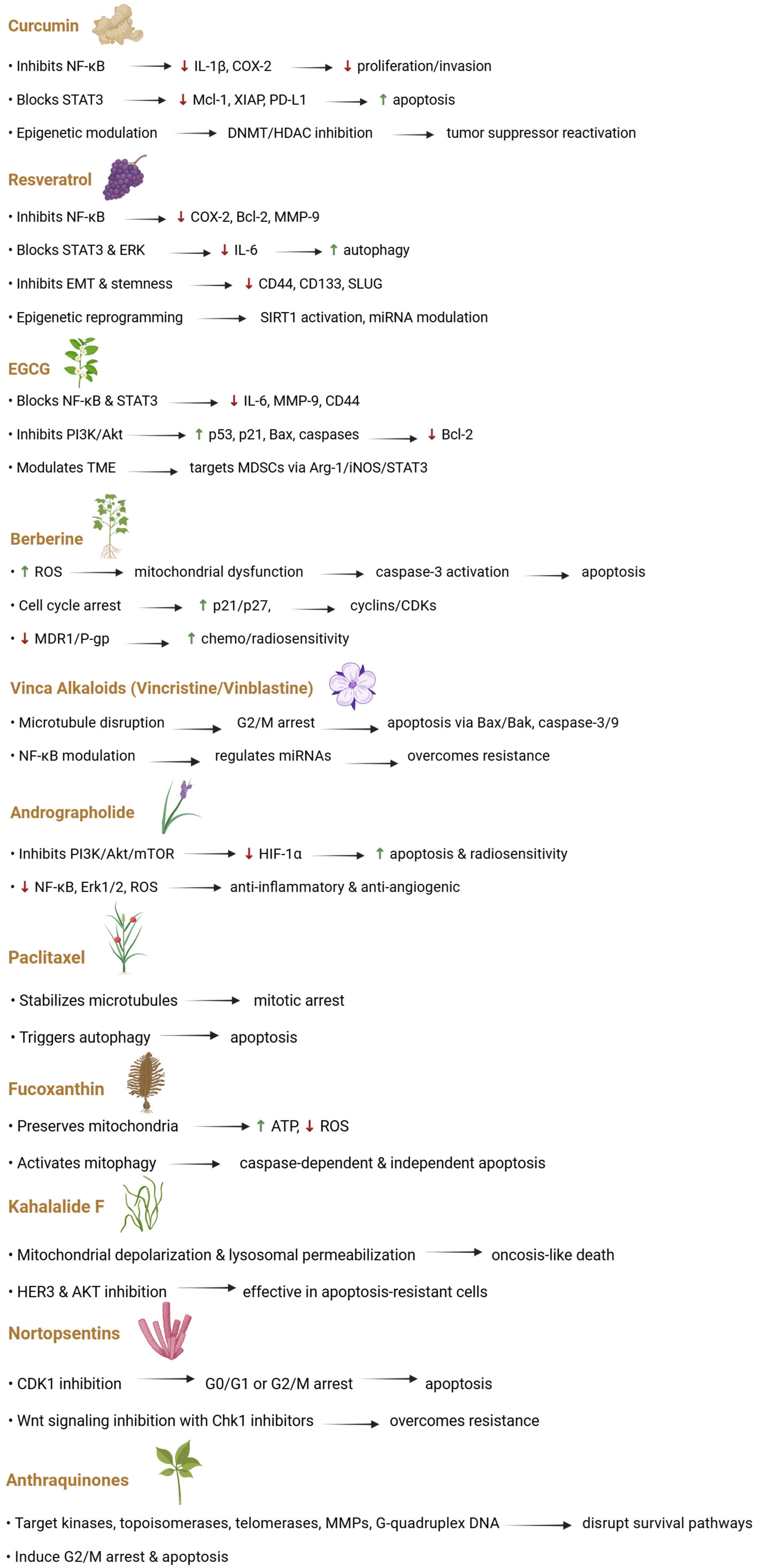 Ijms 26 08037 g004 Ijms 26 08037 g004