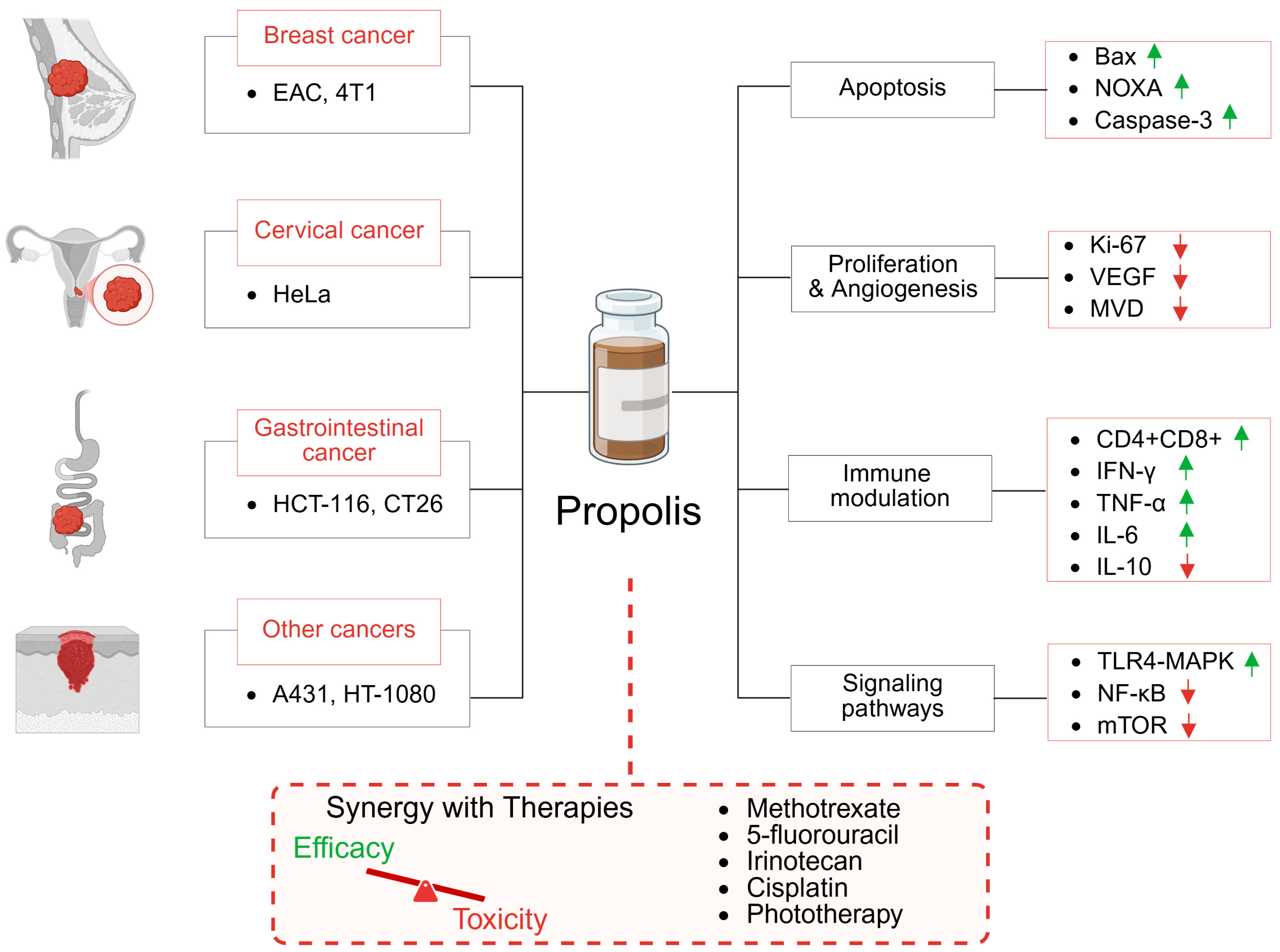 Ijms 26 08041 g001 Ijms 26 08041 g001