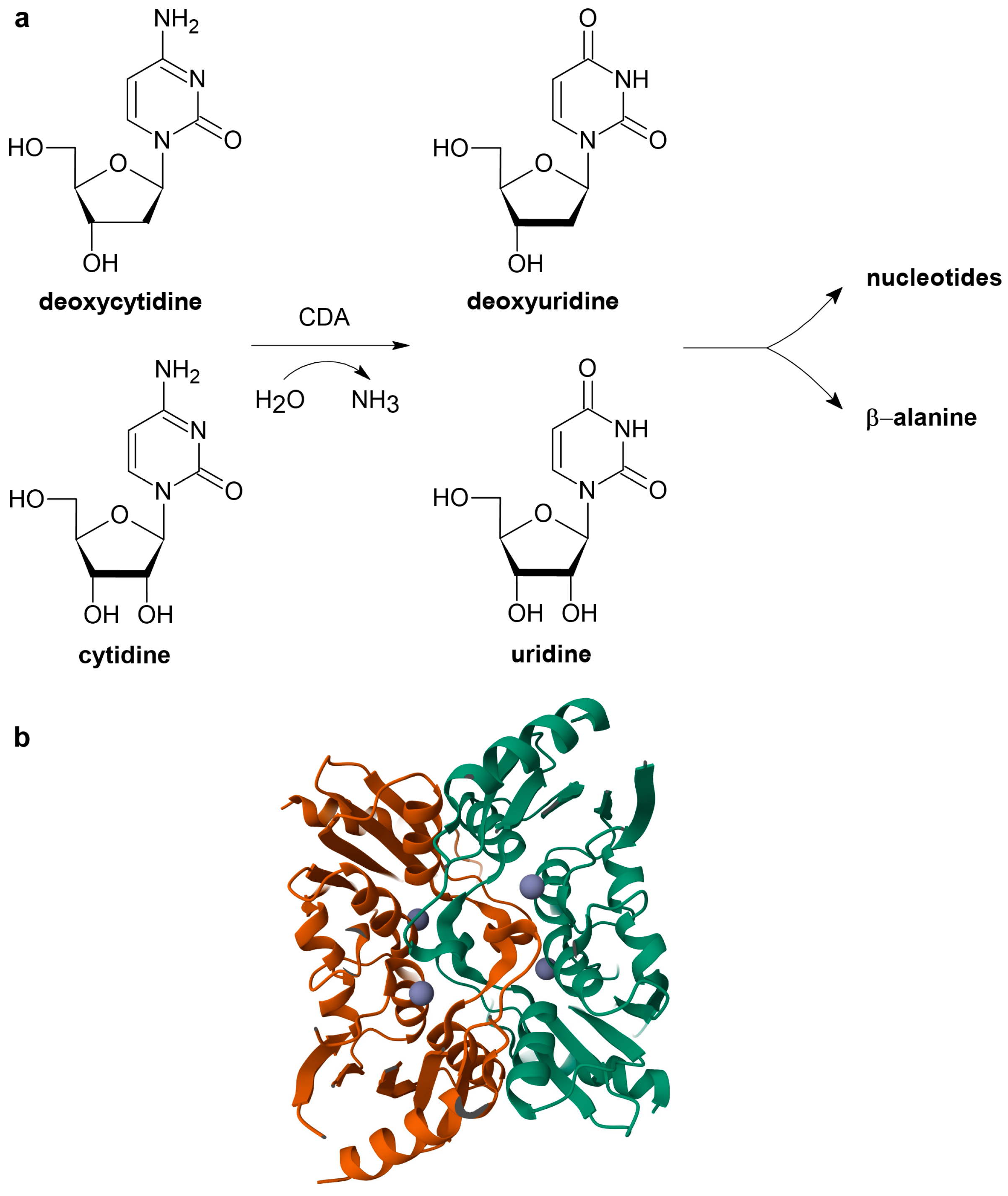 Ijms 26 08045 g001 Ijms 26 08045 g001