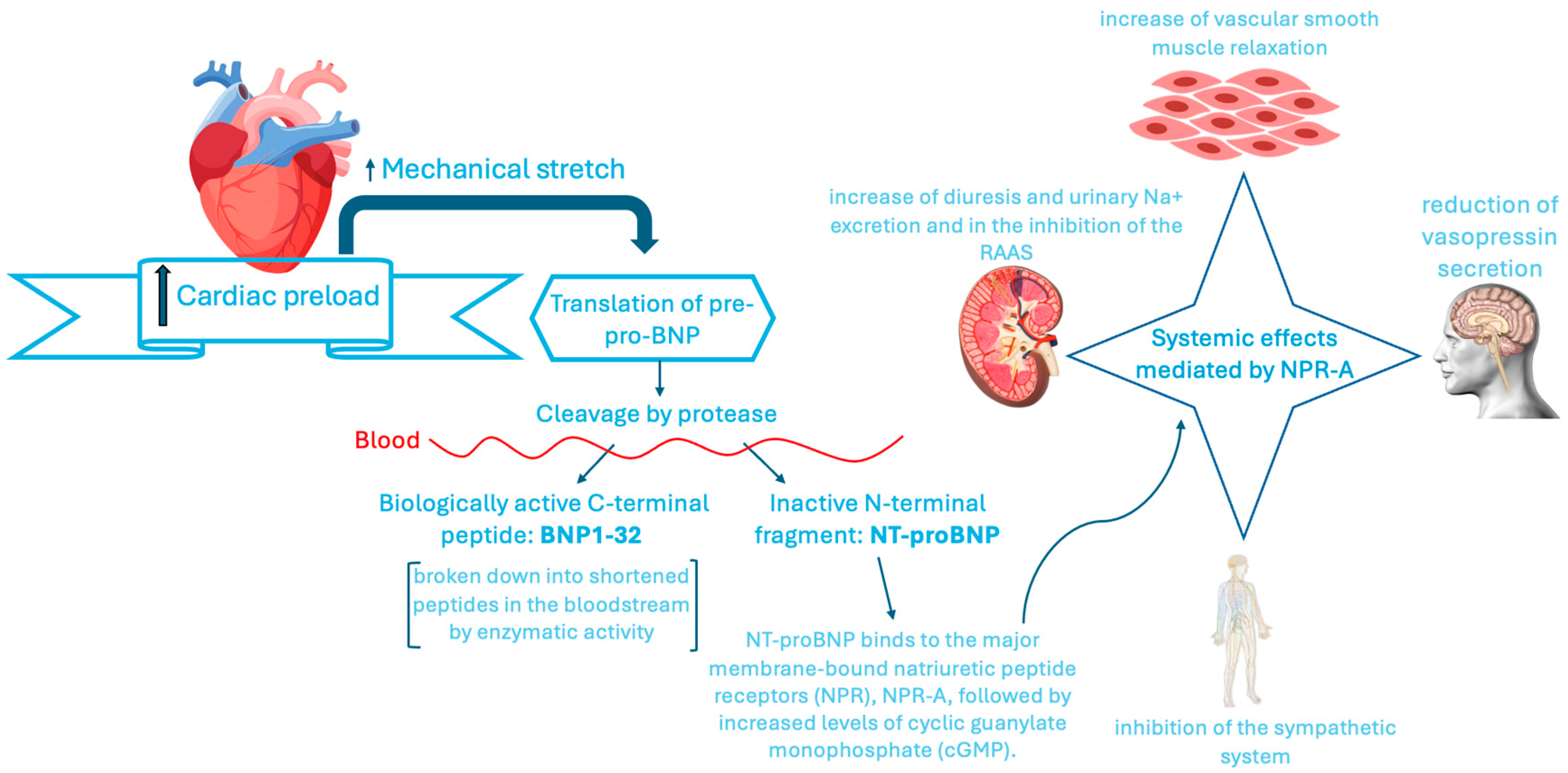 Ijms 26 08046 g003 Ijms 26 08046 g003