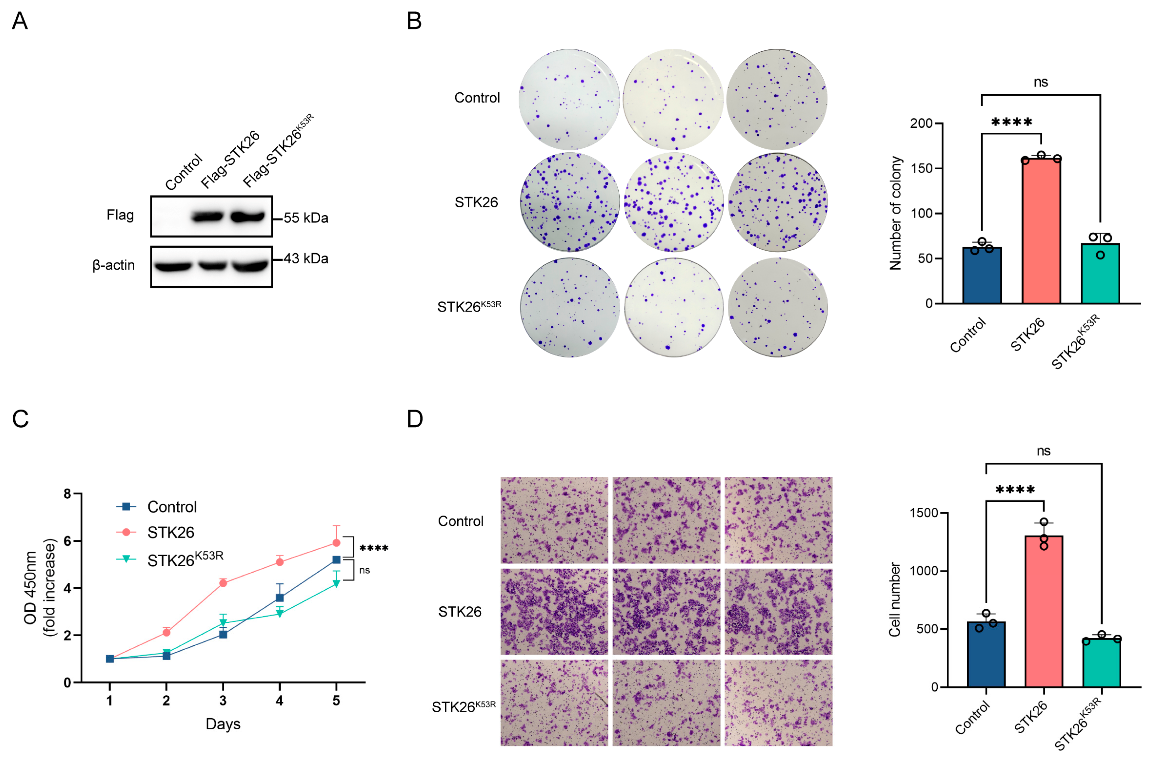 Ijms 26 08052 g002 Ijms 26 08052 g002