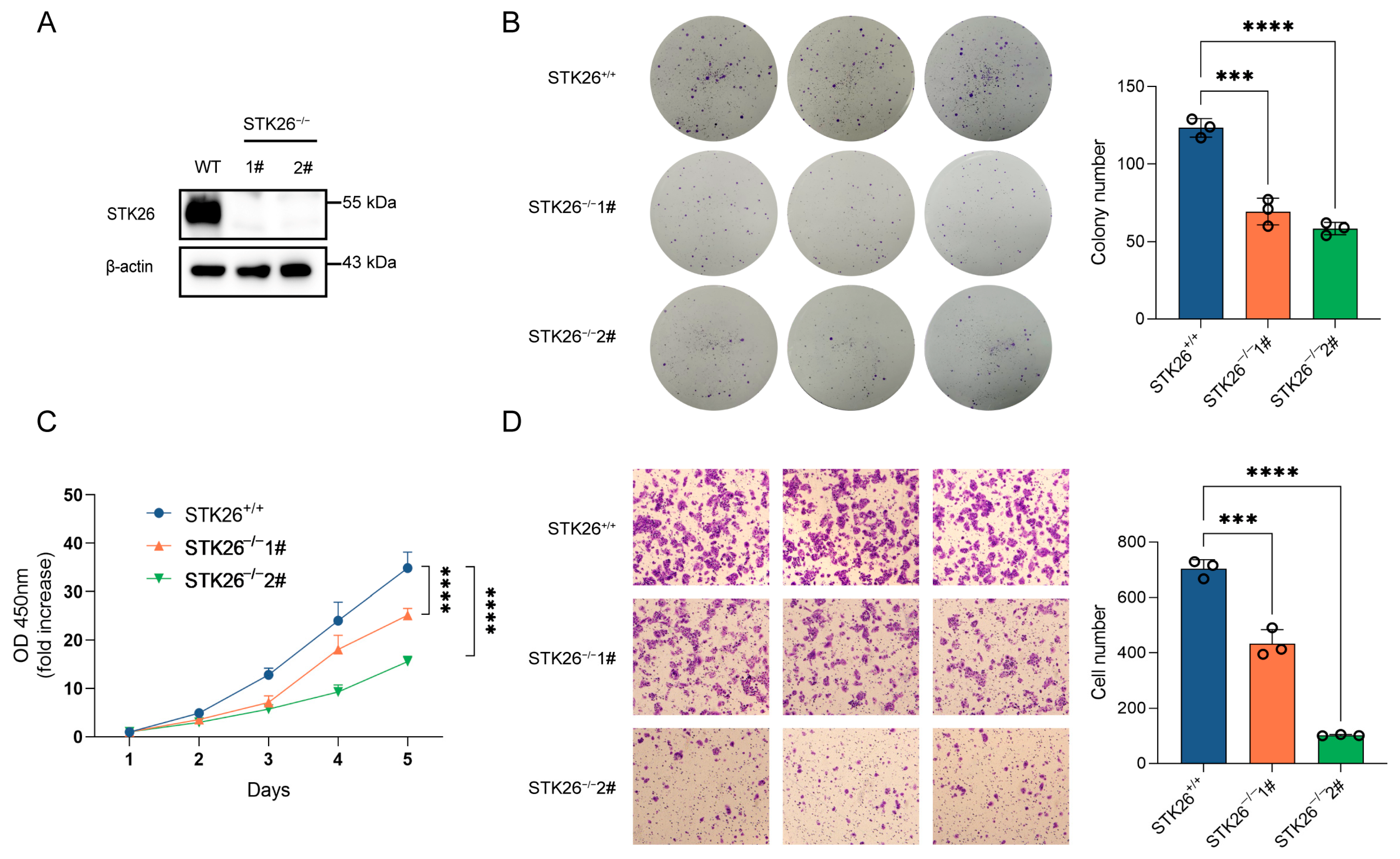 Ijms 26 08052 g003 Ijms 26 08052 g003