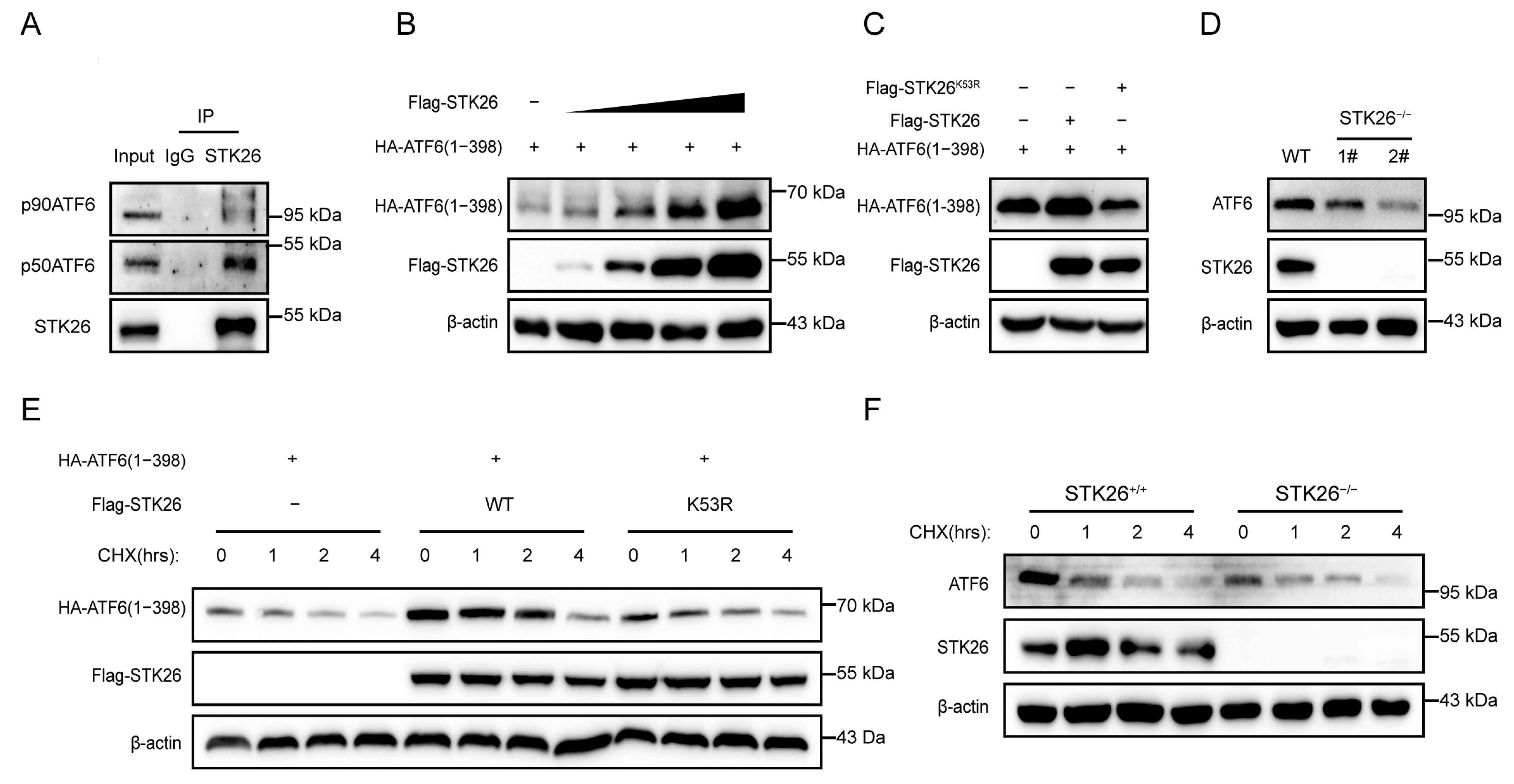 Ijms 26 08052 g005 Ijms 26 08052 g005