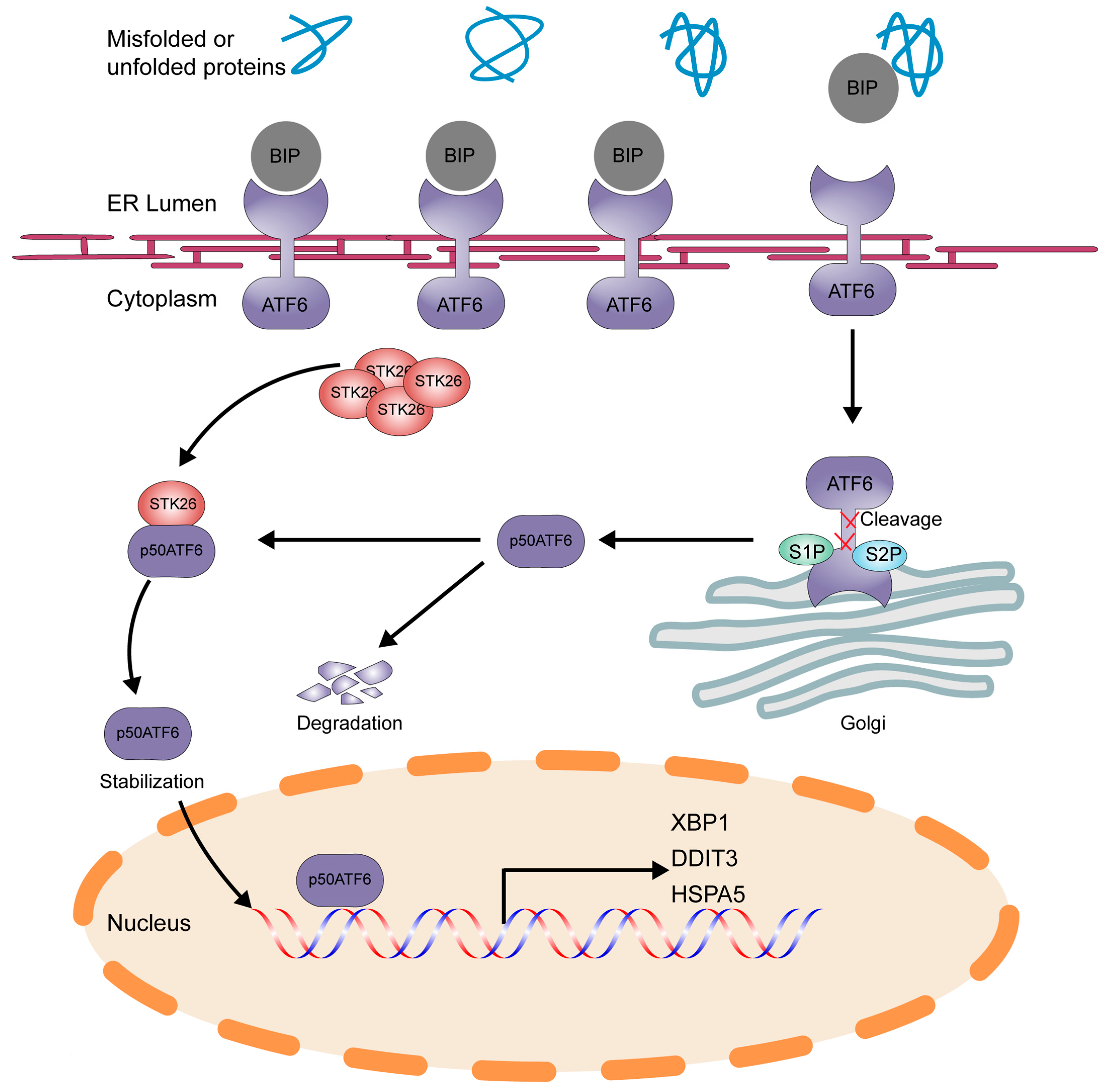 Ijms 26 08052 g008 Ijms 26 08052 g008