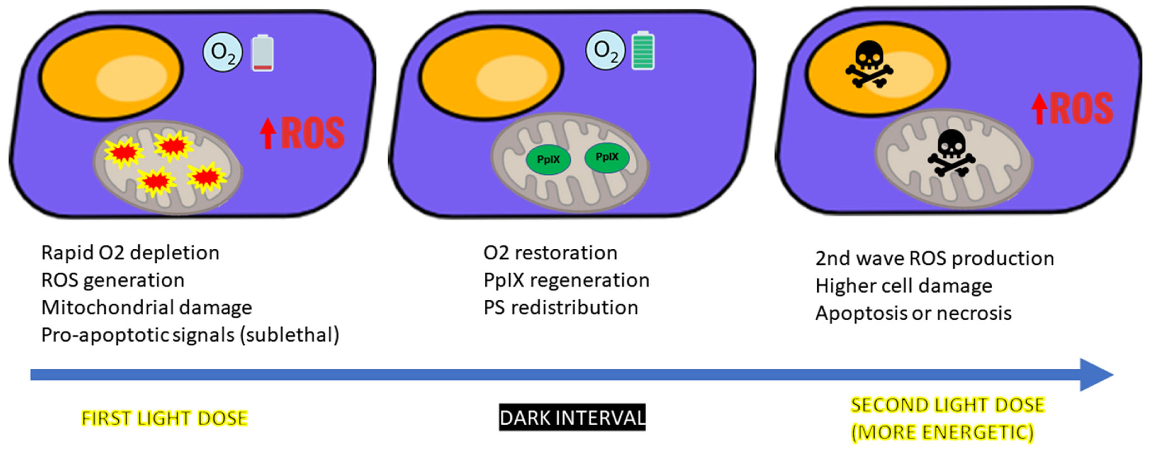 Ijms 26 08054 g003 Ijms 26 08054 g003