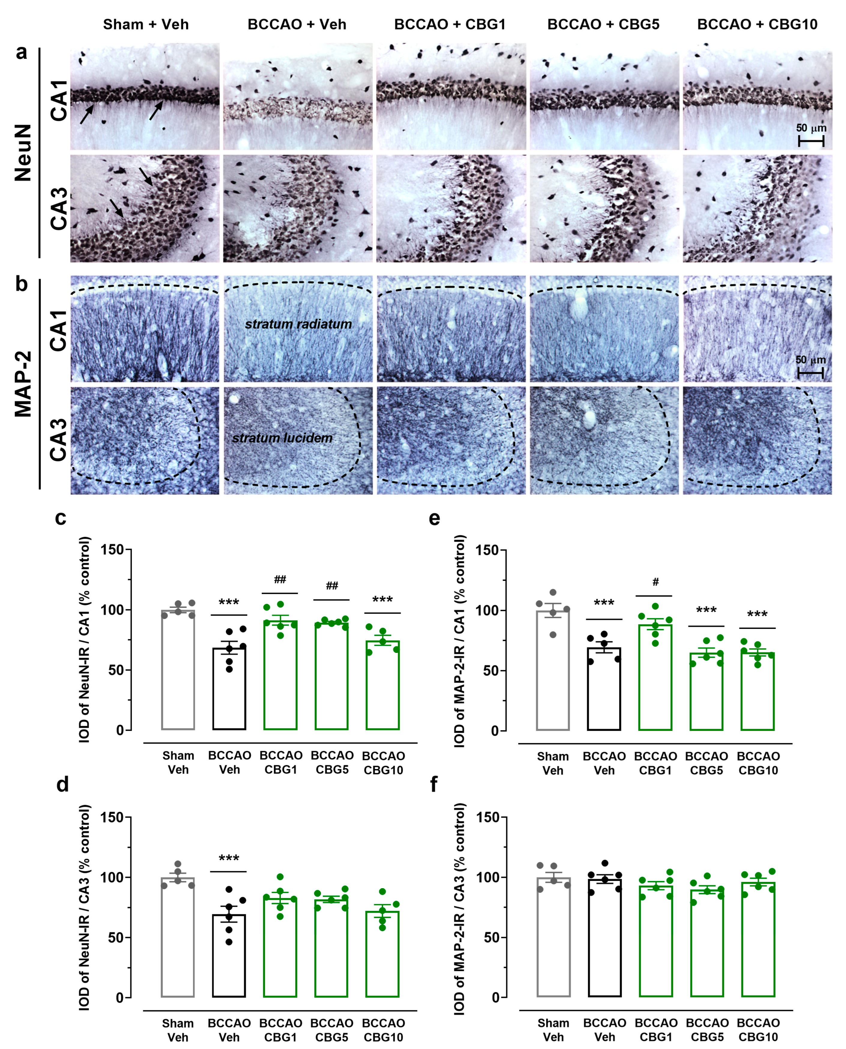 Ijms 26 08056 g002 Ijms 26 08056 g002