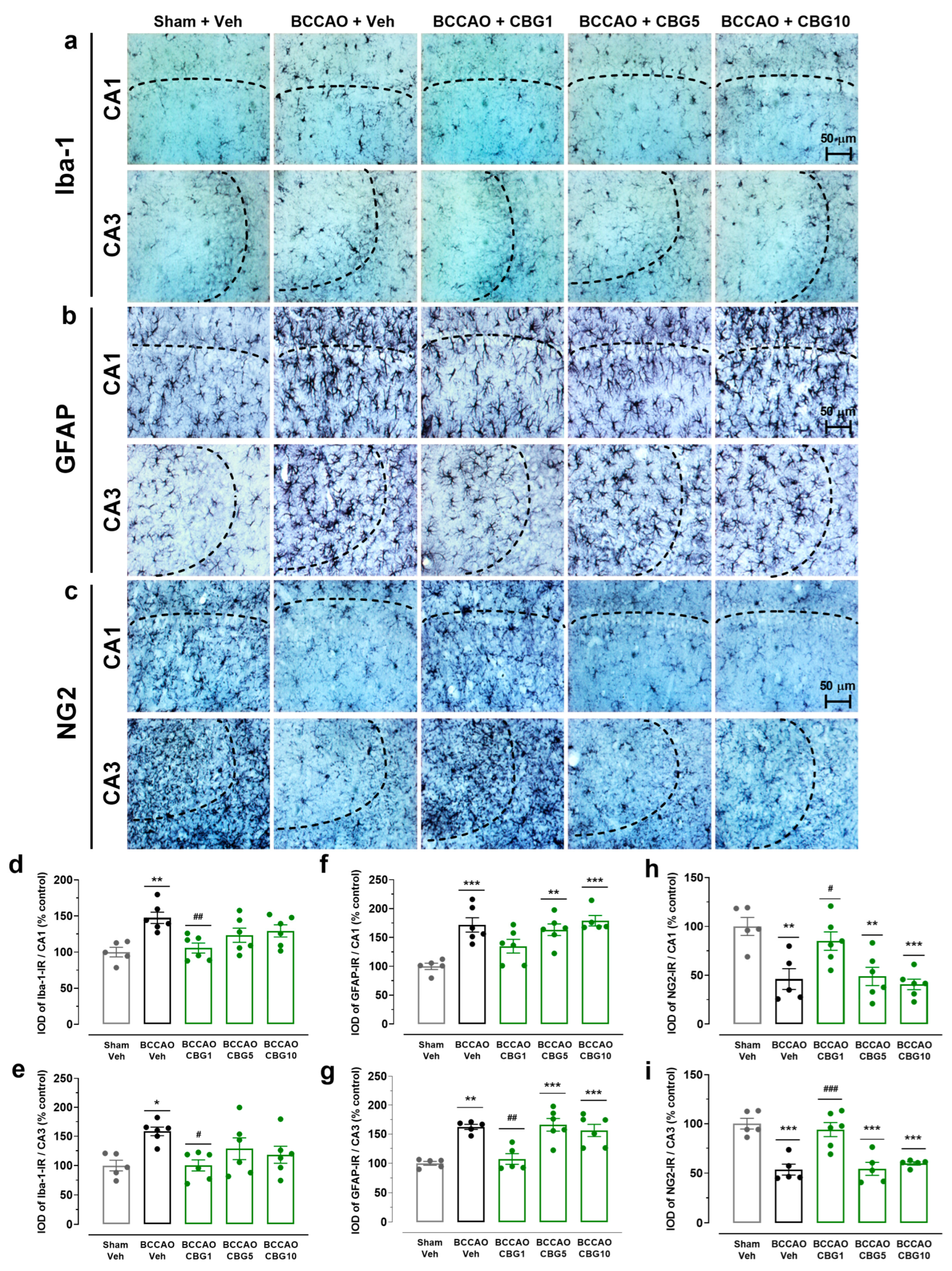 Ijms 26 08056 g003 Ijms 26 08056 g003