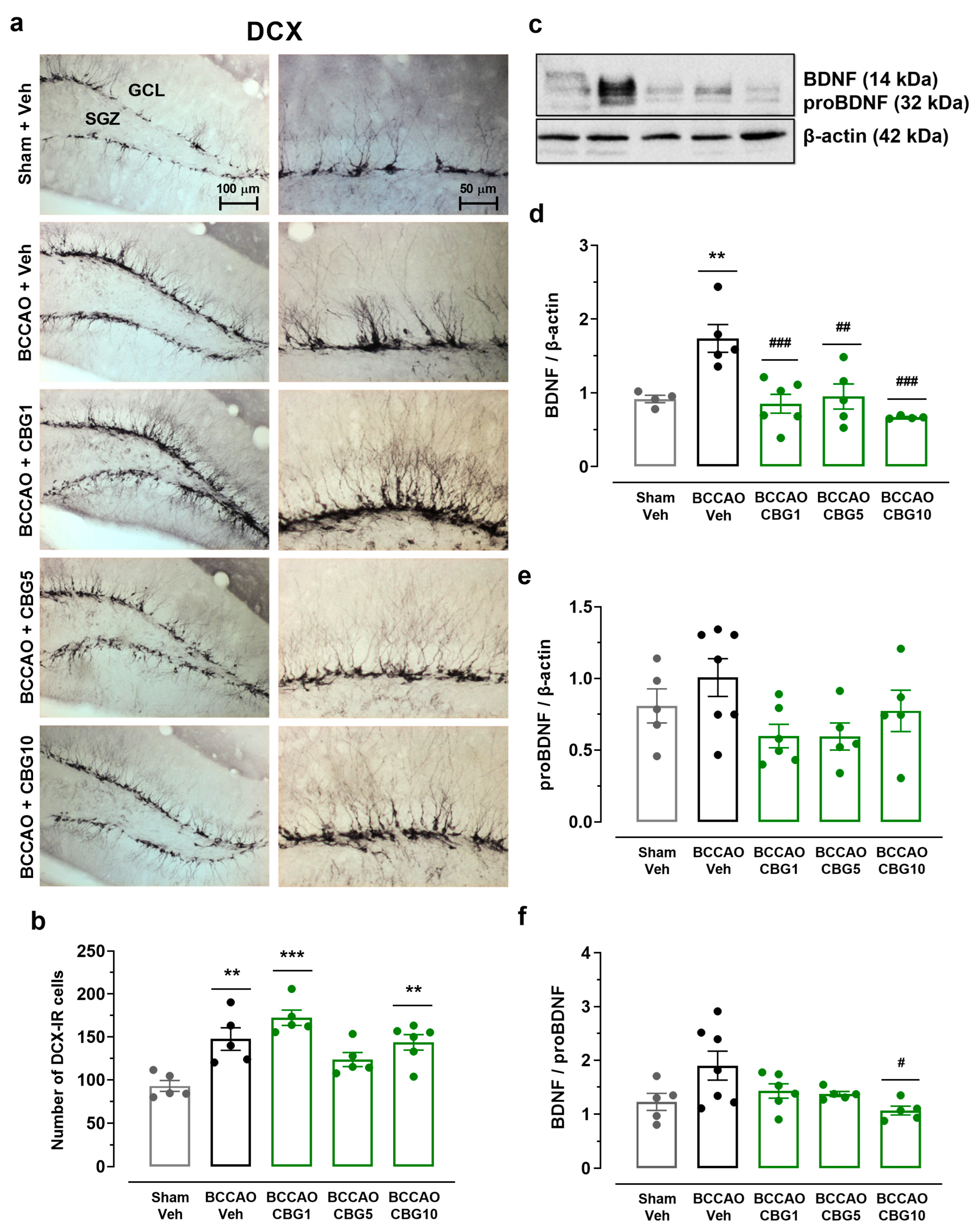 Ijms 26 08056 g004 Ijms 26 08056 g004
