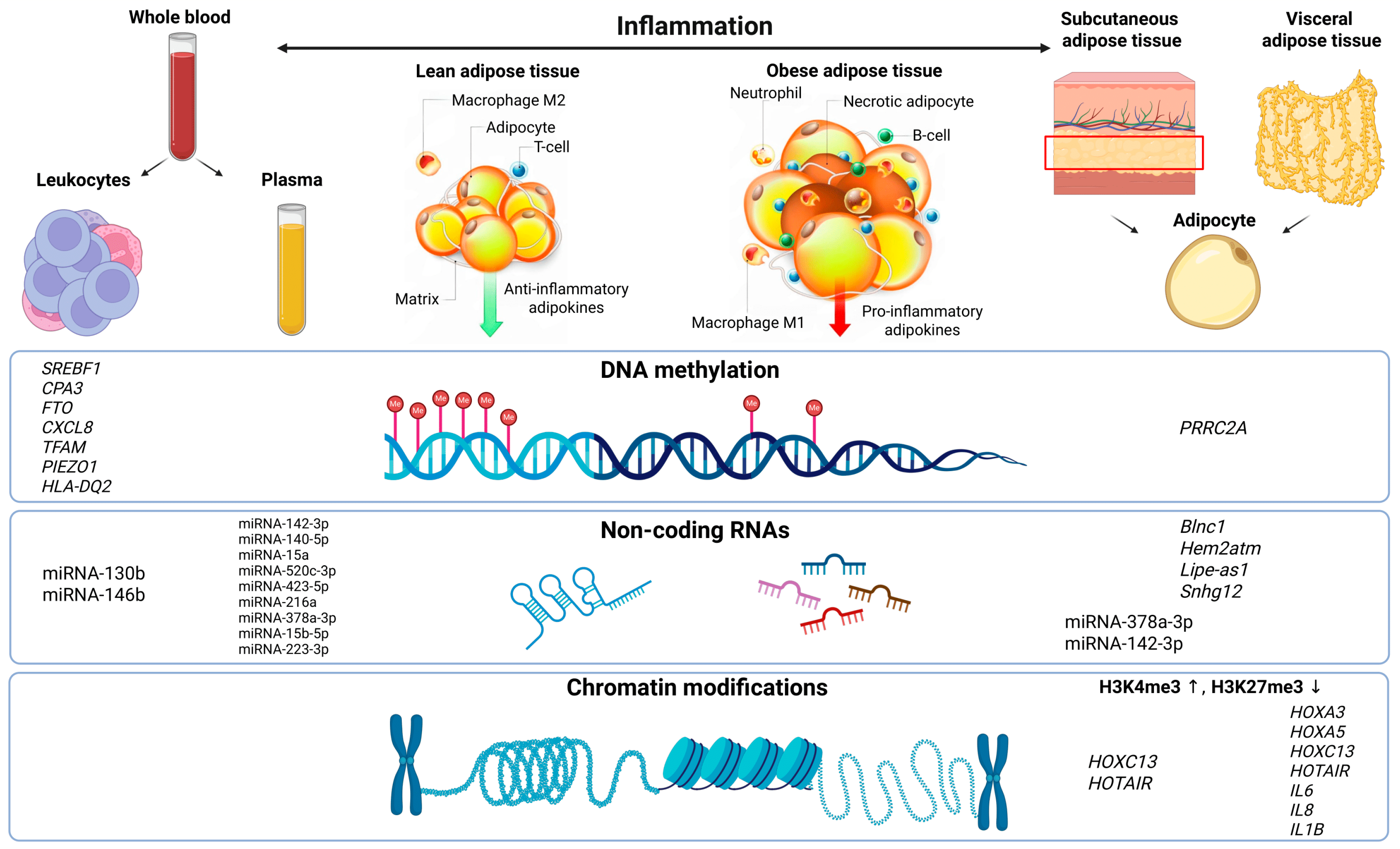 Ijms 26 08067 g001 Ijms 26 08067 g001