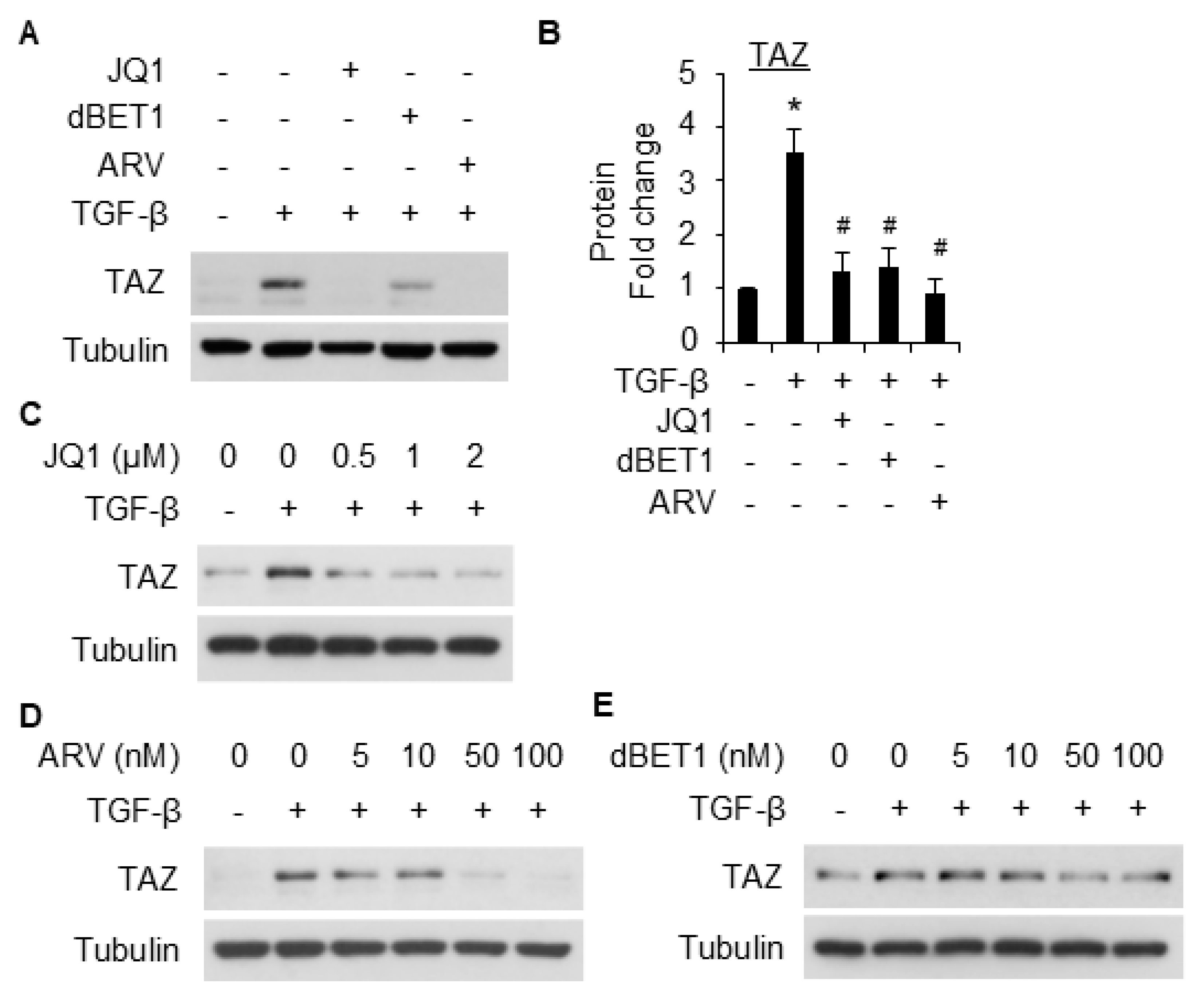 Ijms 26 08074 g006 Ijms 26 08074 g006