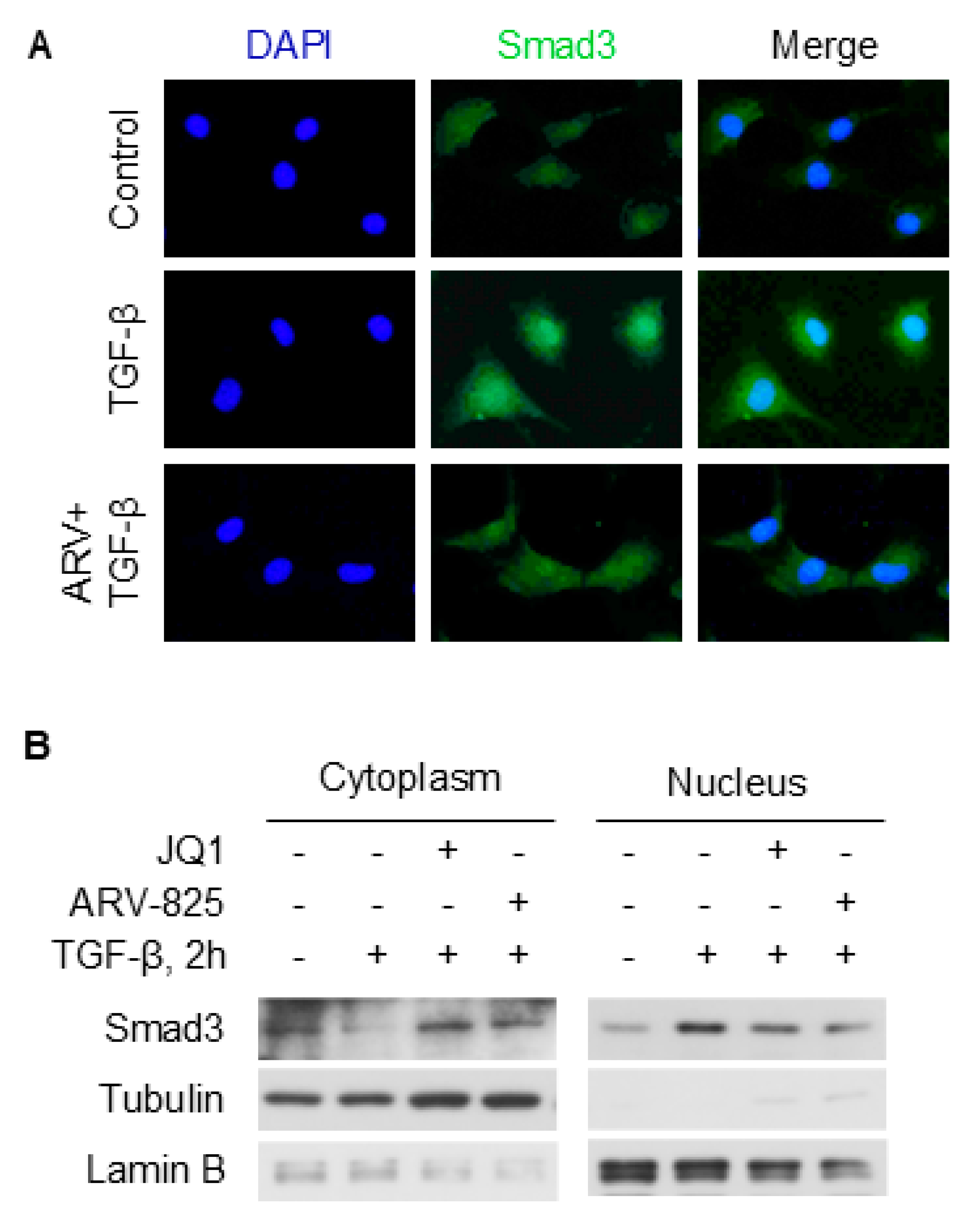 Ijms 26 08074 g008 Ijms 26 08074 g008