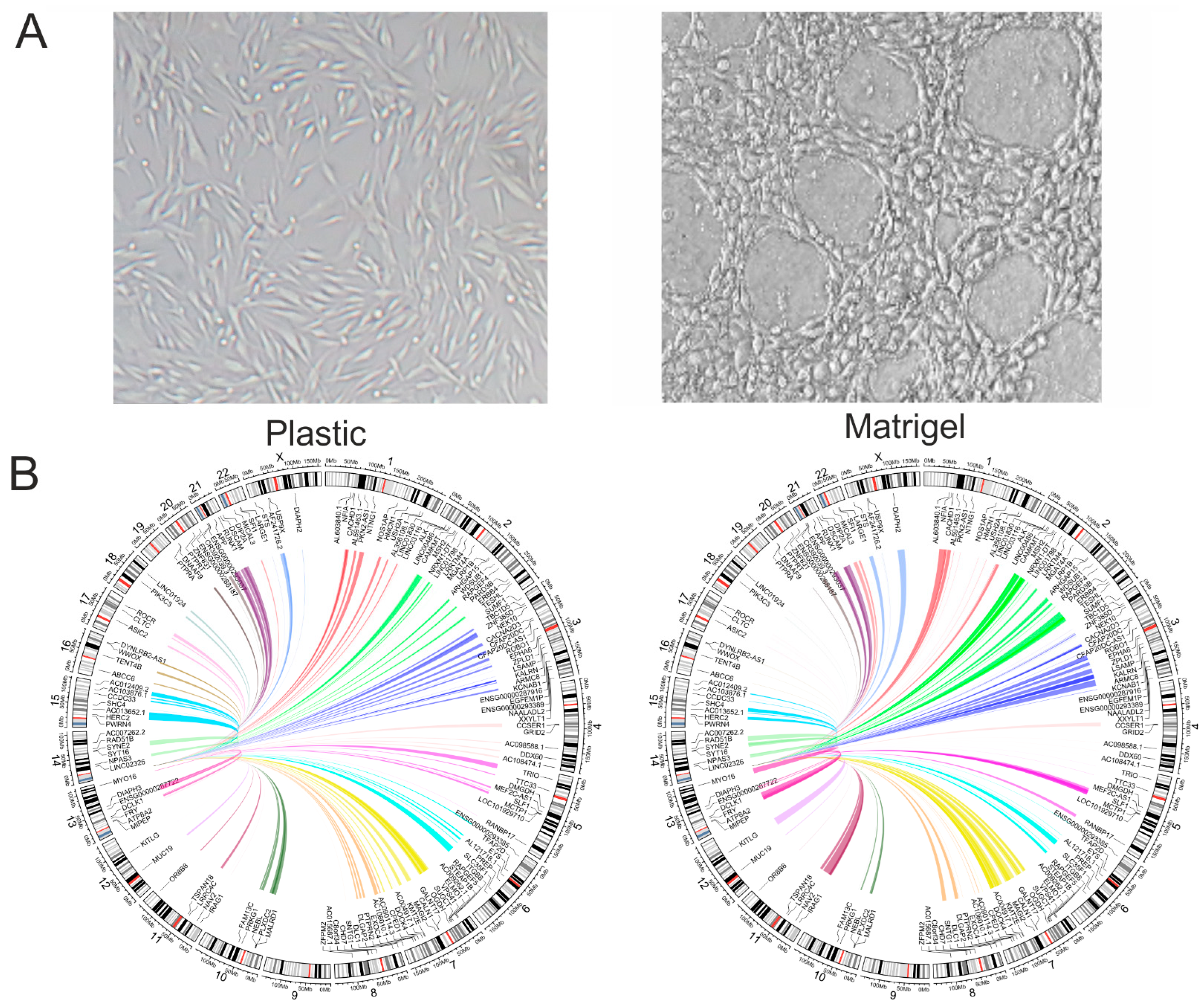 Ijms 26 08085 g001 Ijms 26 08085 g001