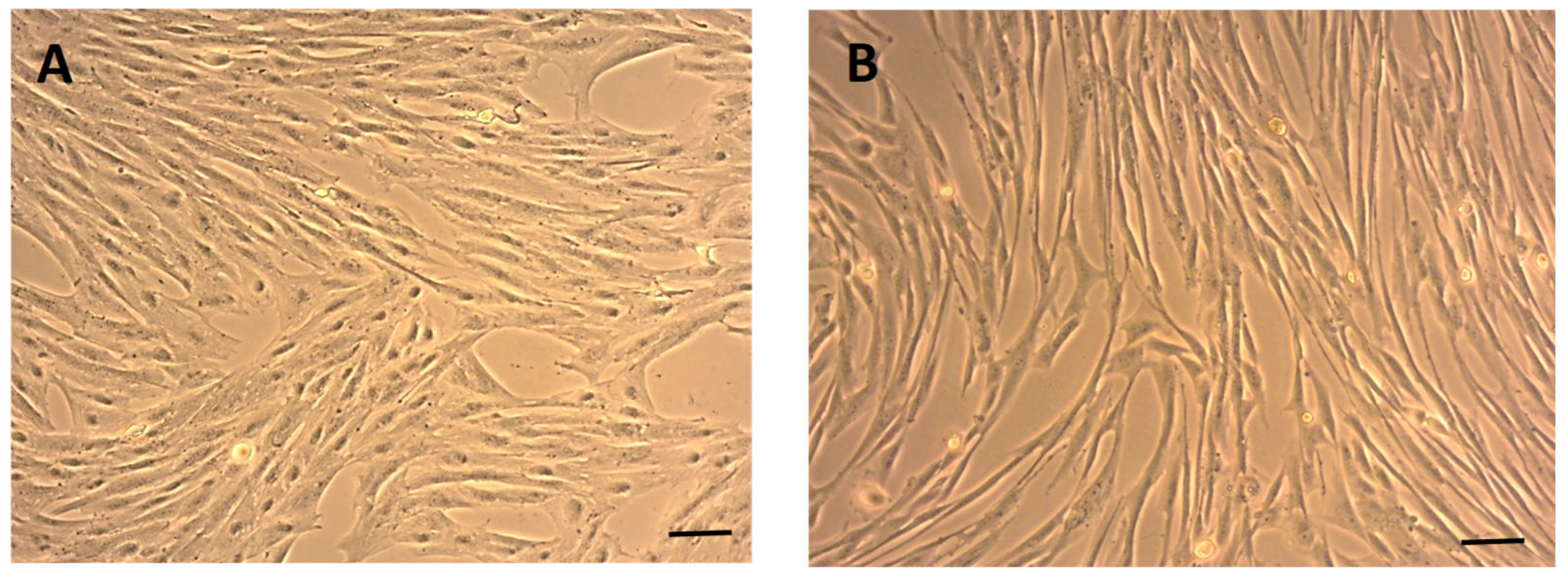 Ijms 26 08091 g001 Ijms 26 08091 g001