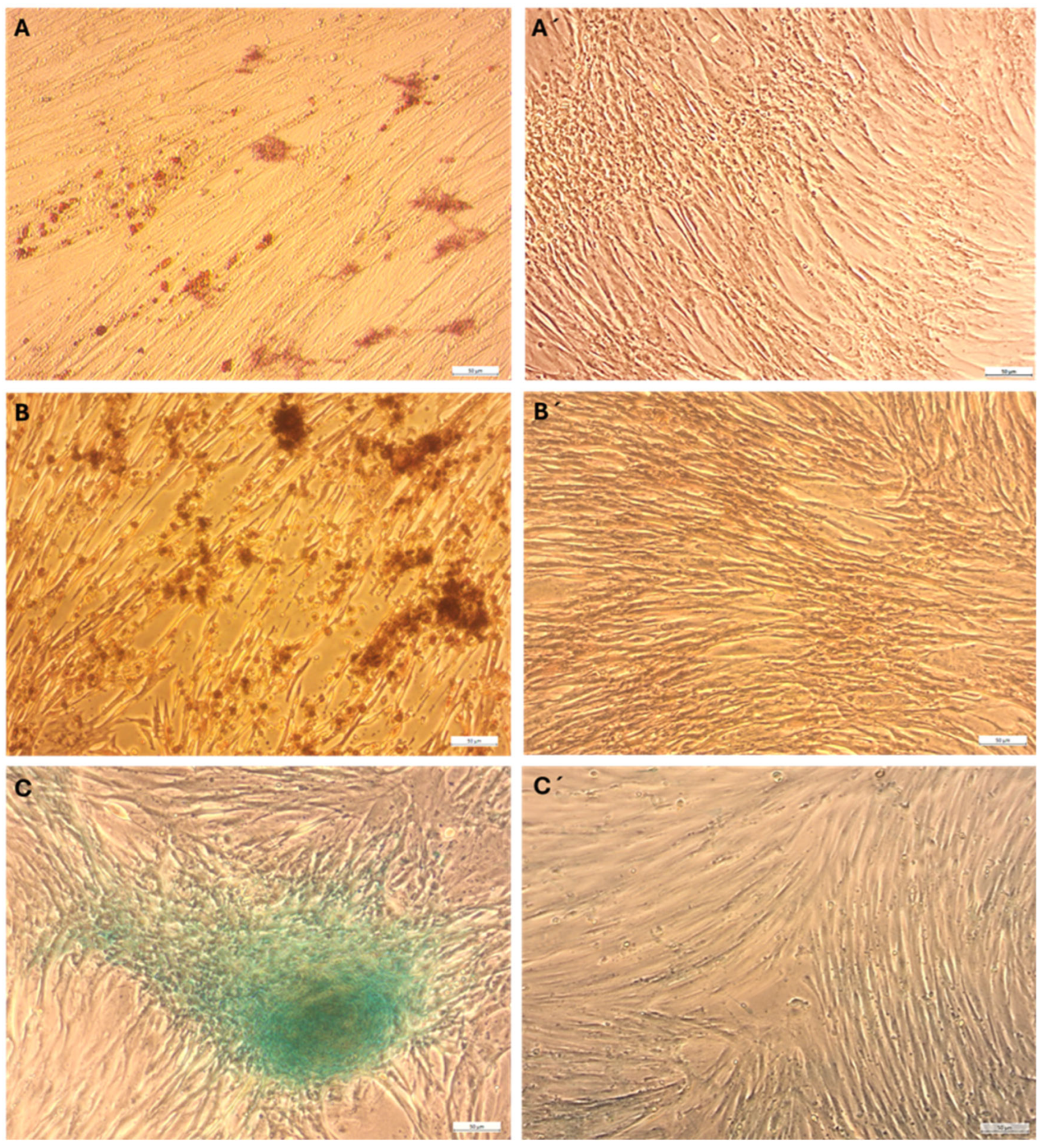 Ijms 26 08091 g002 Ijms 26 08091 g002