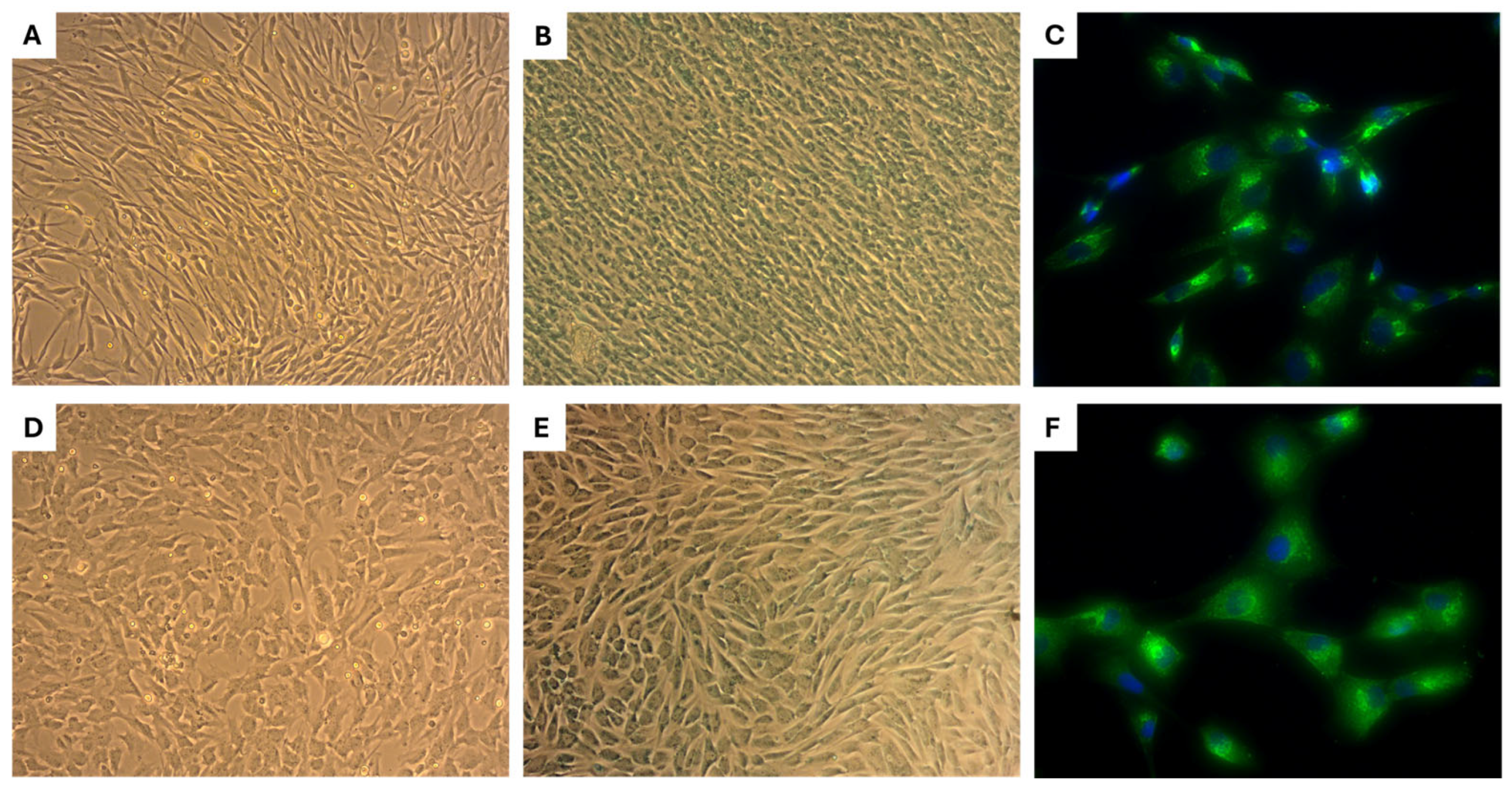 Ijms 26 08091 g005 Ijms 26 08091 g005