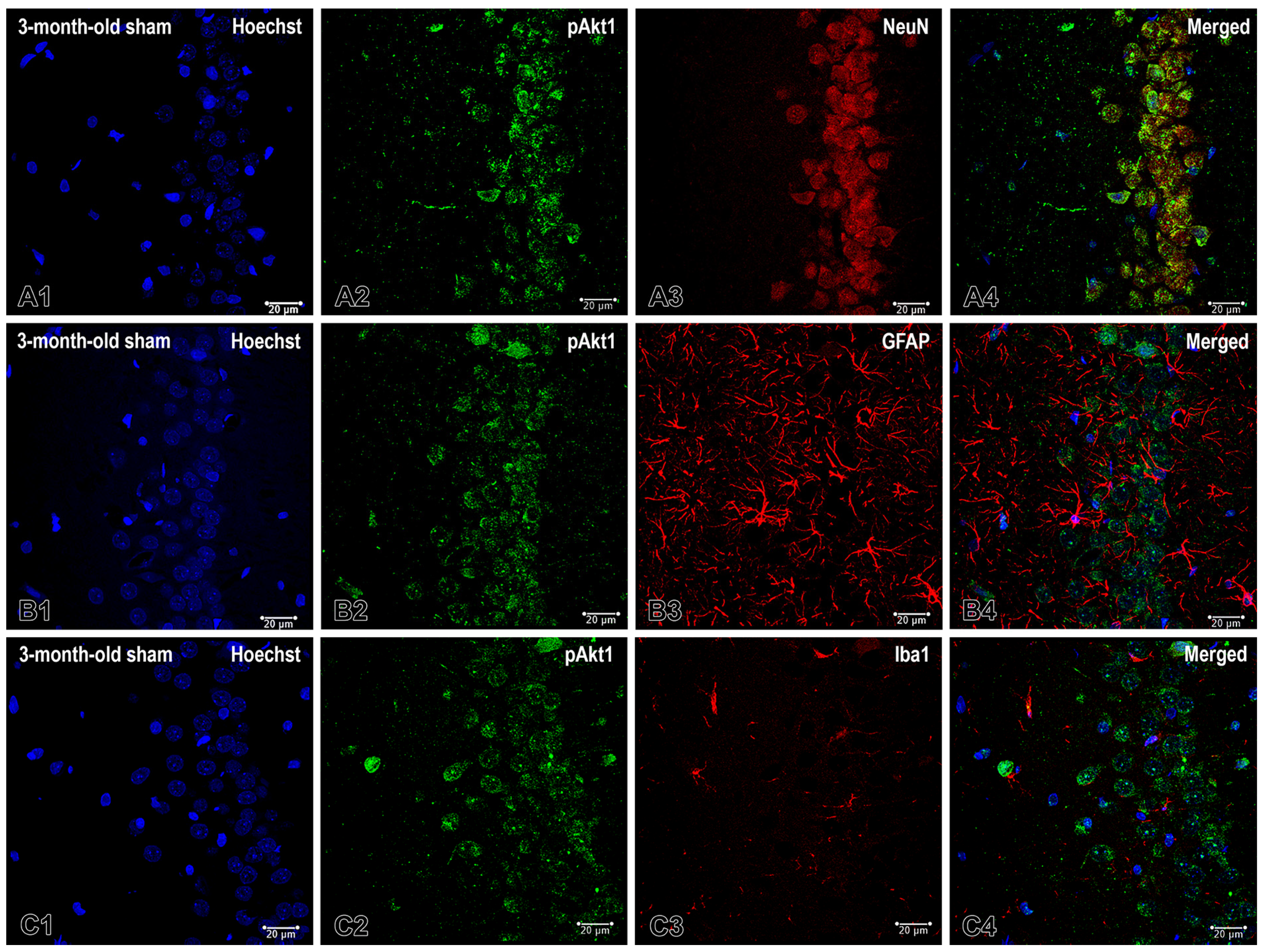Ijms 26 08093 g002 Ijms 26 08093 g002