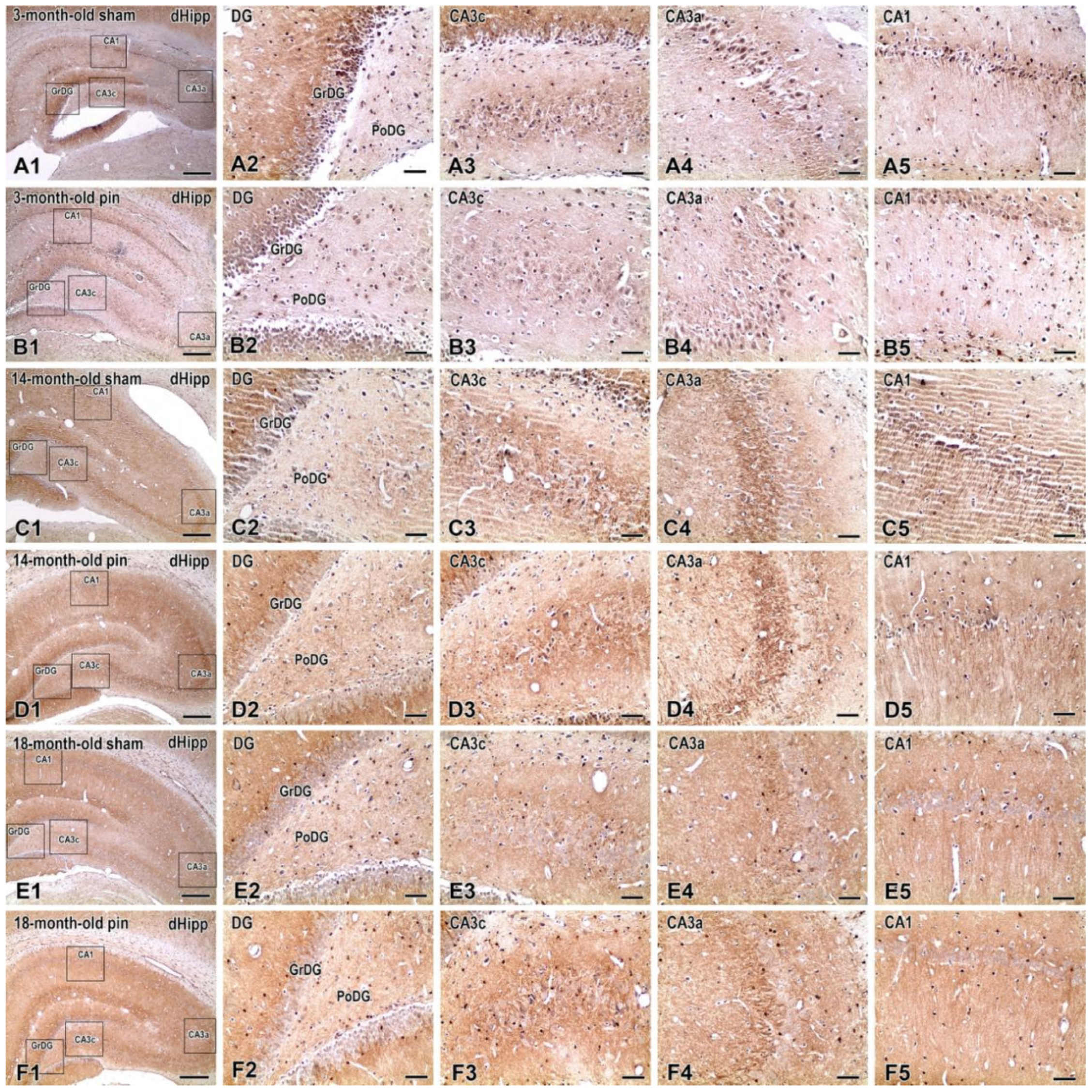 Ijms 26 08093 g004 Ijms 26 08093 g004