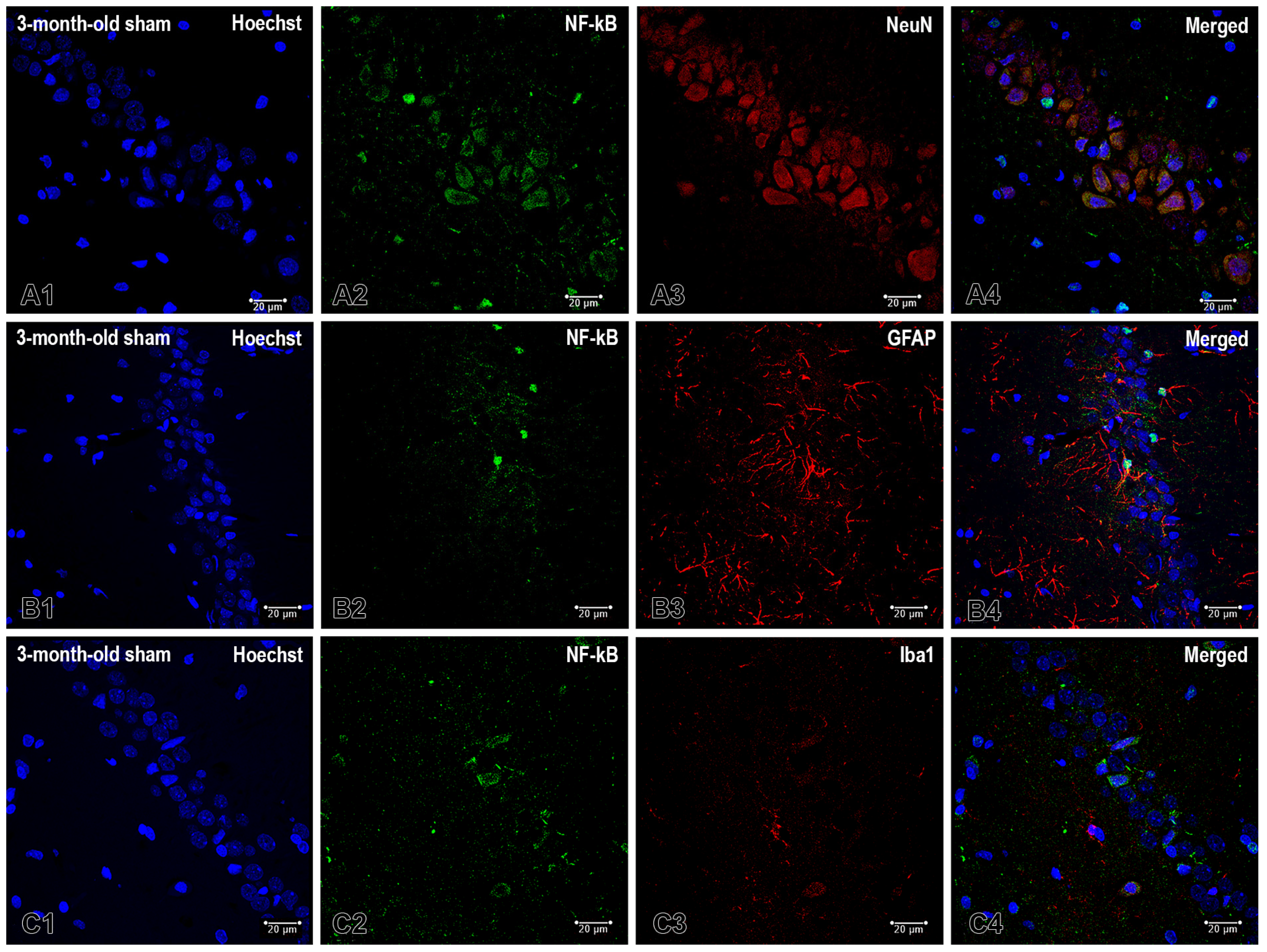 Ijms 26 08093 g005 Ijms 26 08093 g005