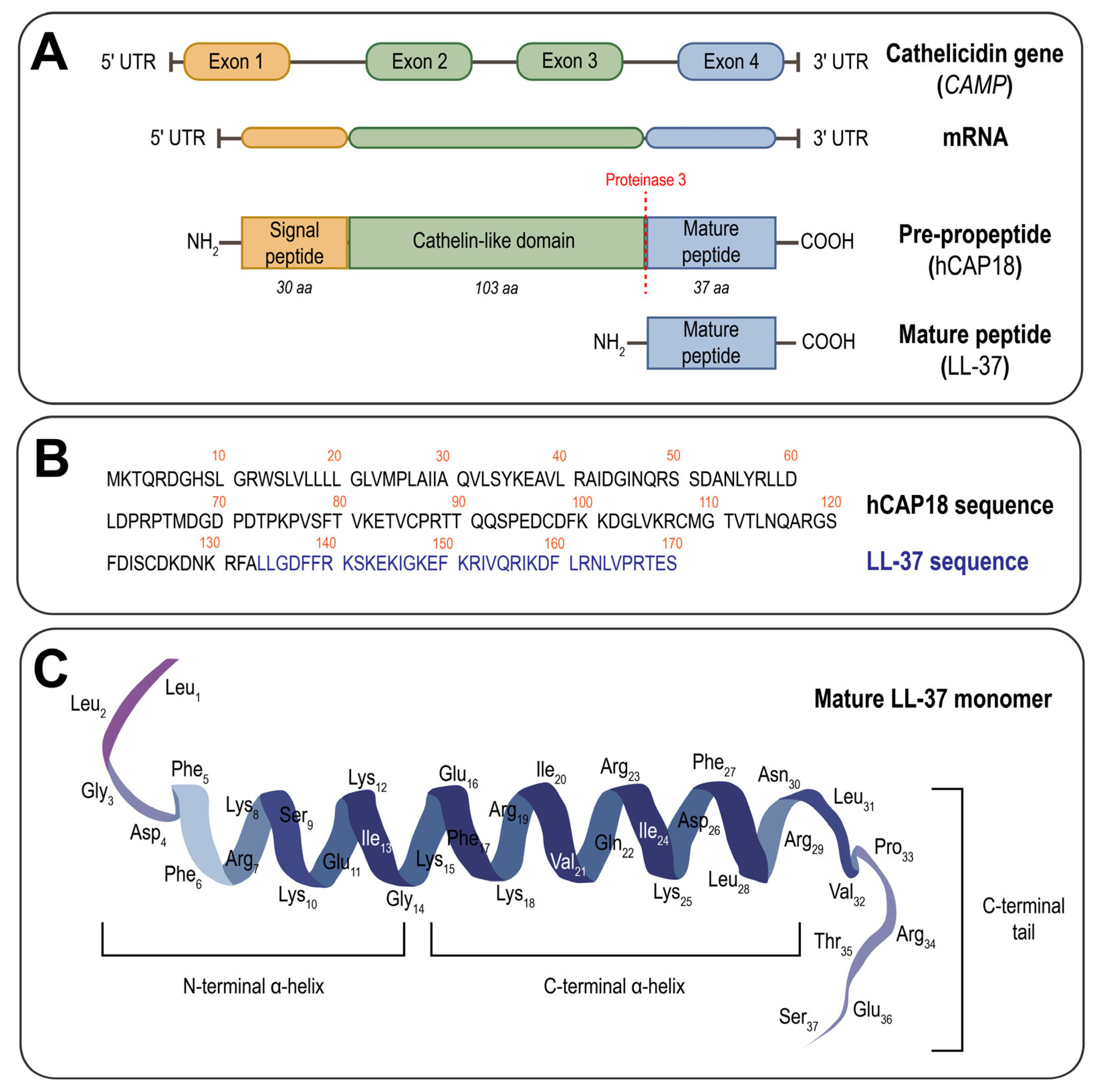 Ijms 26 08103 g001 Ijms 26 08103 g001