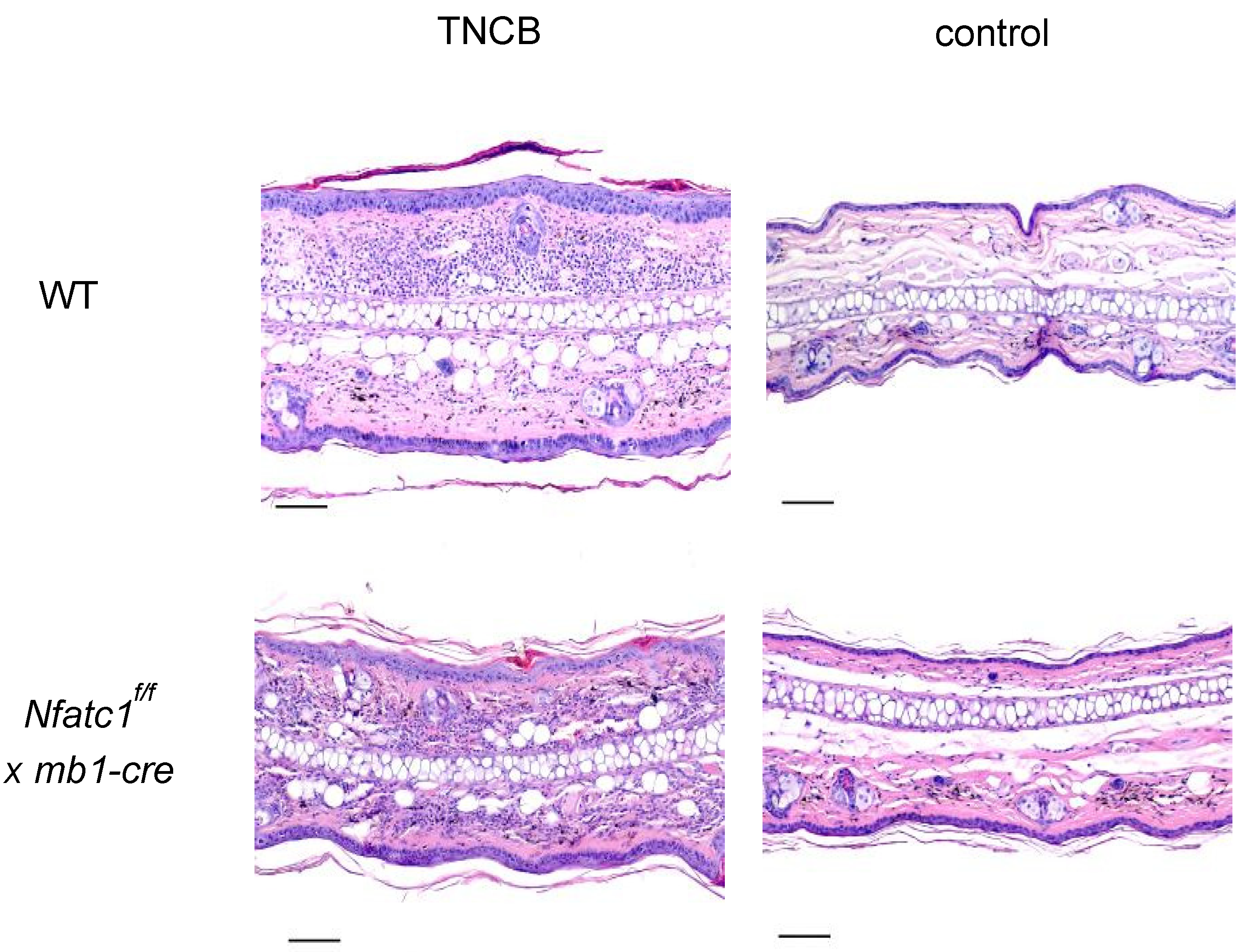 Ijms 26 08125 g002 Ijms 26 08125 g002