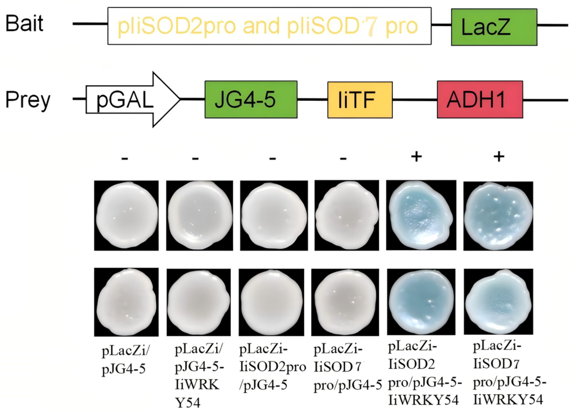Ijms 26 08131 g008 Ijms 26 08131 g008