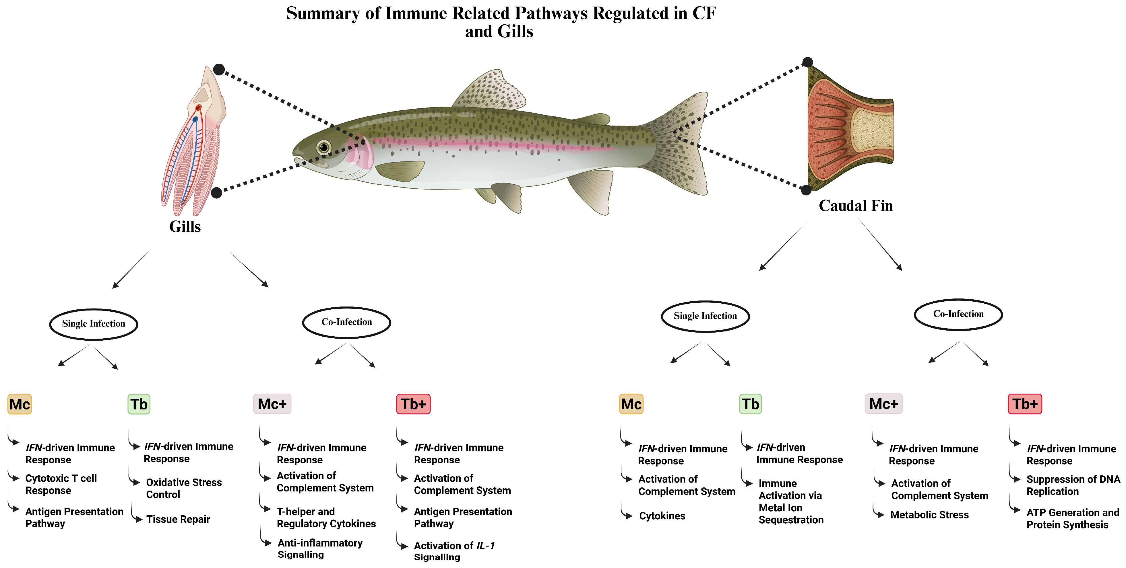 Ijms 26 08148 g010 Ijms 26 08148 g010