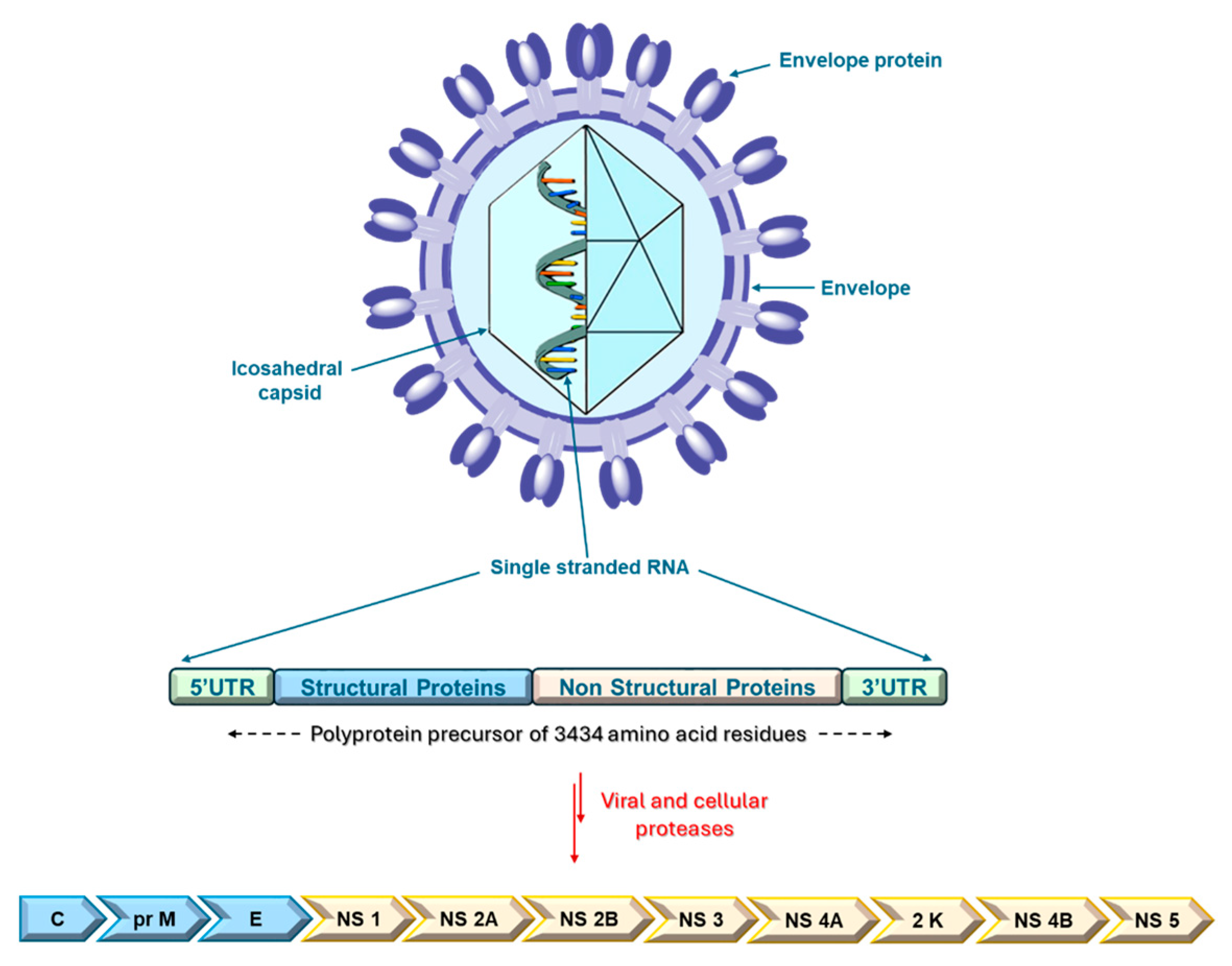 Ijms 26 08150 g001 Ijms 26 08150 g001