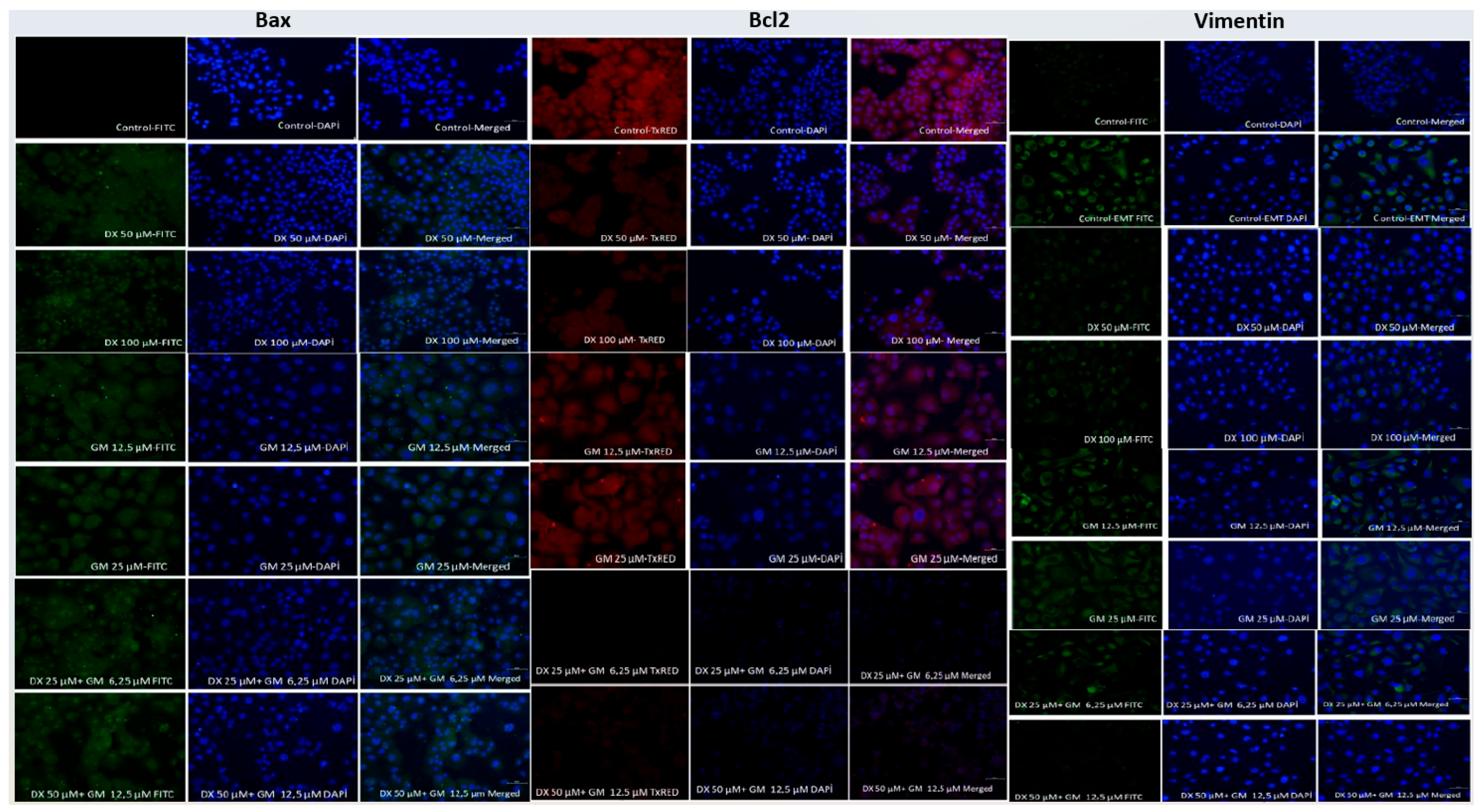Ijms 26 08151 g003 Ijms 26 08151 g003