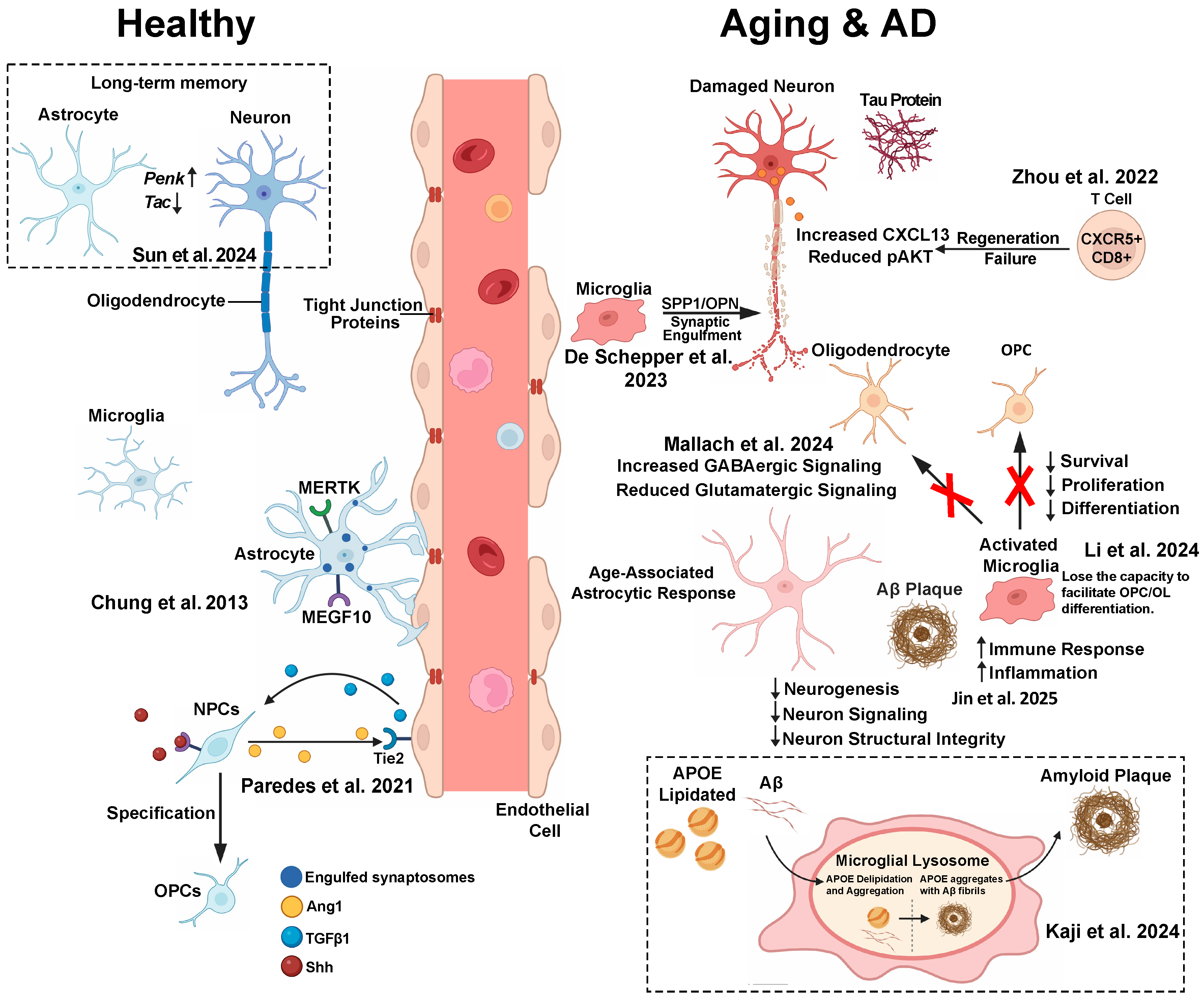 Ijms 26 08155 g001 Ijms 26 08155 g001
