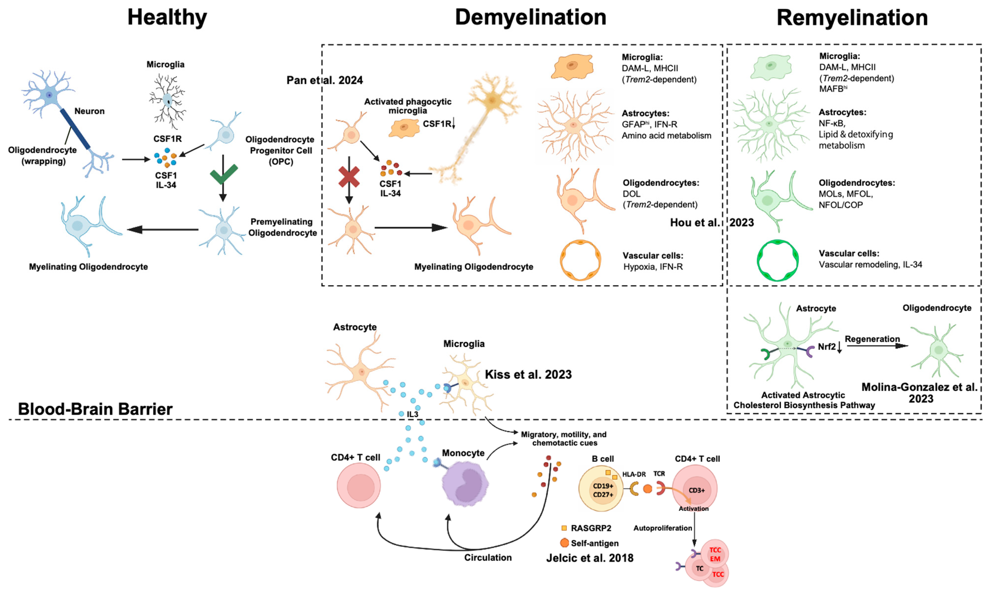 Ijms 26 08155 g002 Ijms 26 08155 g002