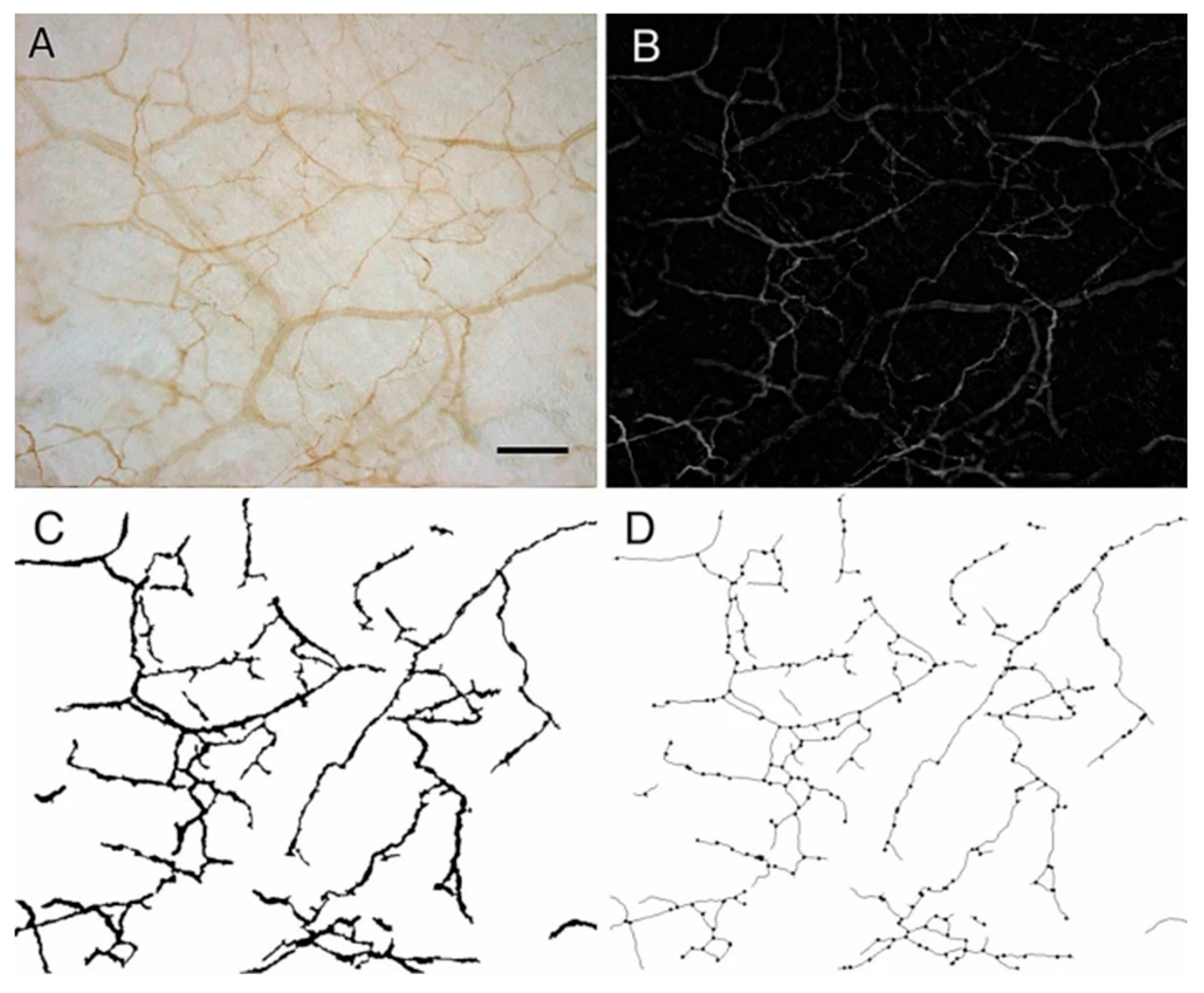 Ijms 26 08161 g002 Ijms 26 08161 g002