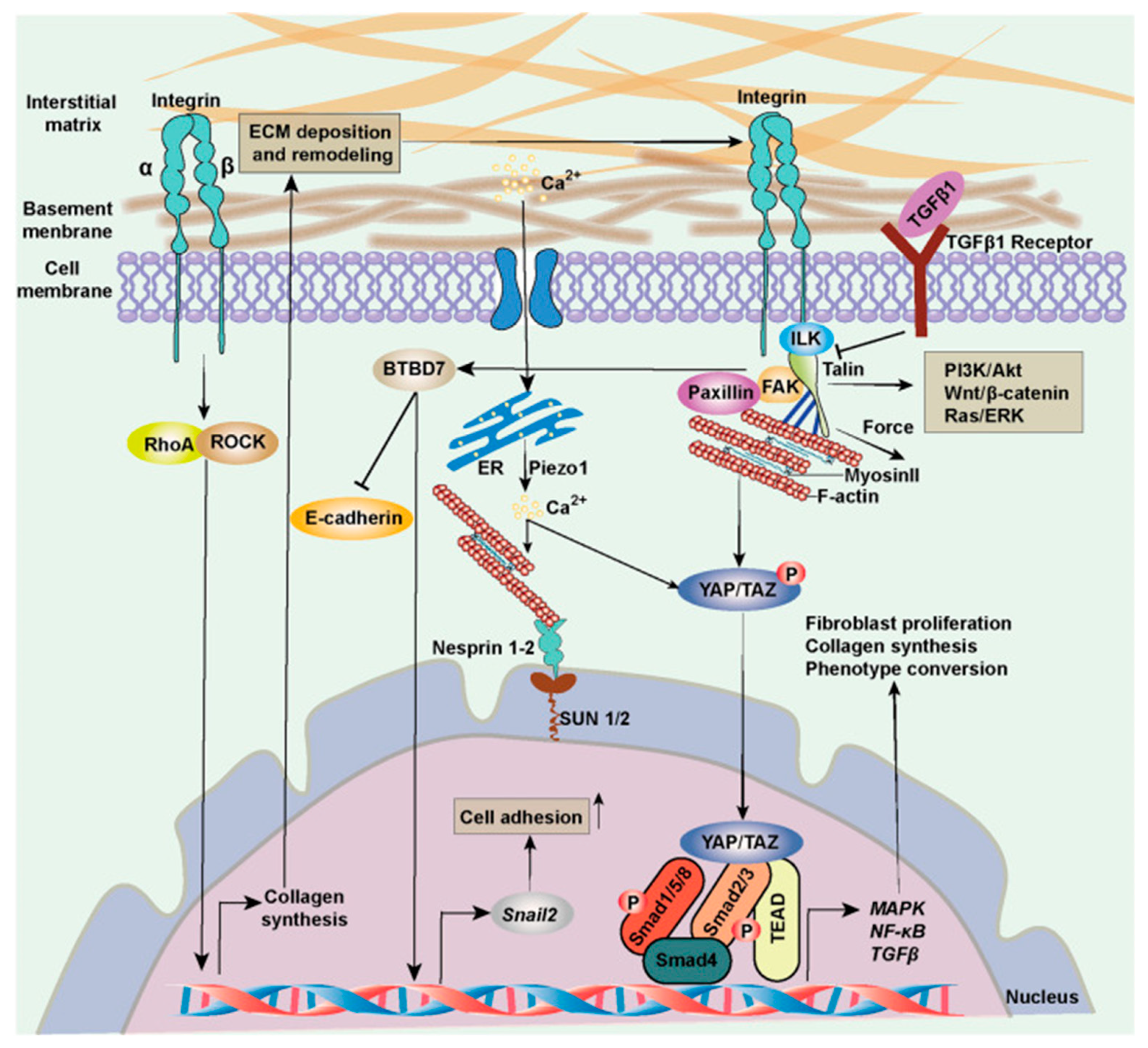 Ijms 26 08161 g004 Ijms 26 08161 g004