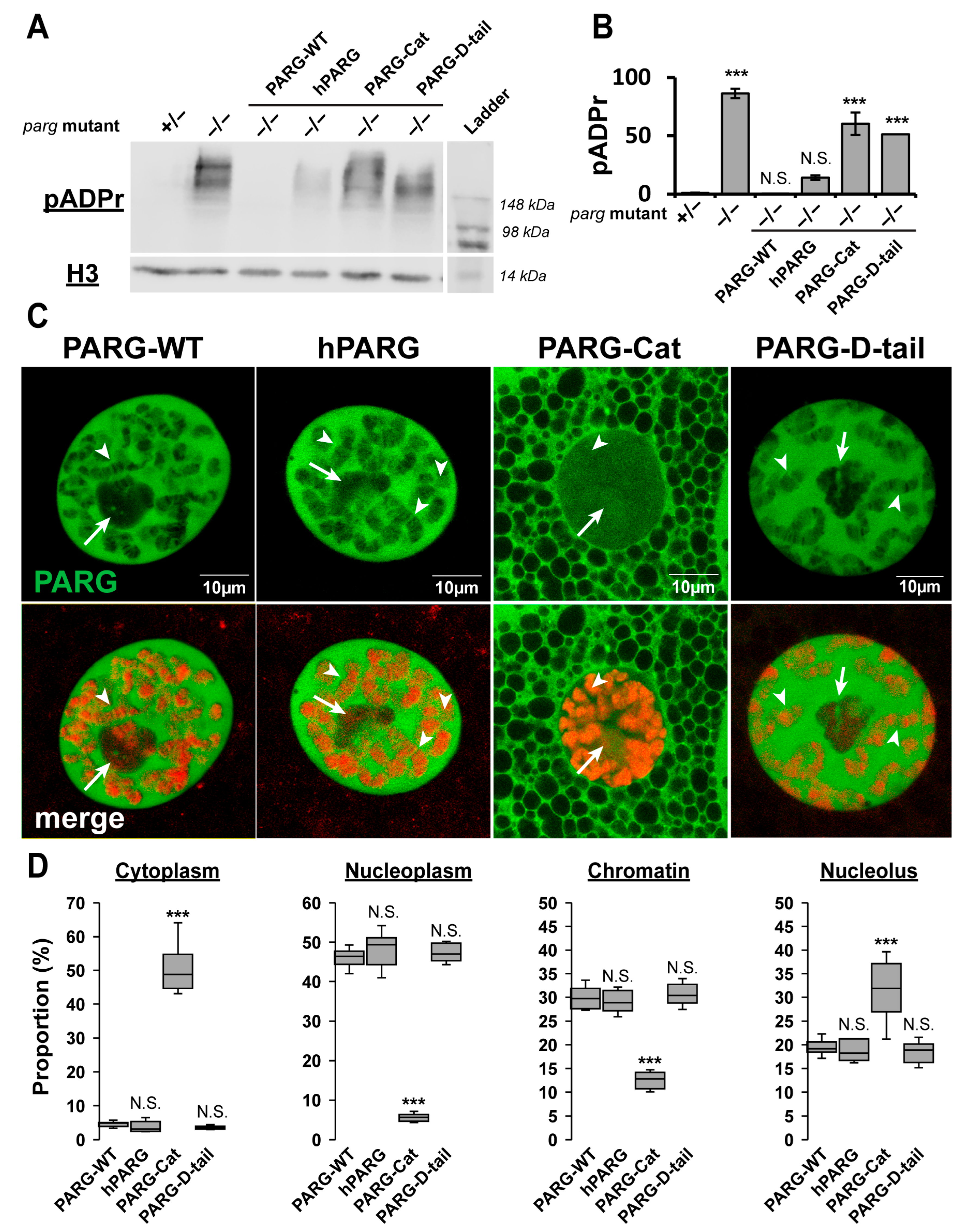 Ijms 26 08166 g002 Ijms 26 08166 g002